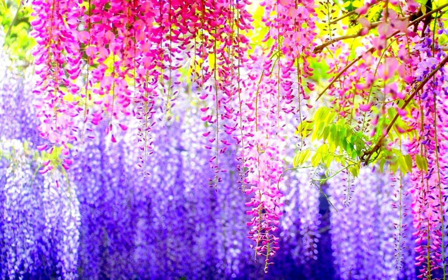 1440x900 Pretty Spring Flower Colorful Background Wallpaper