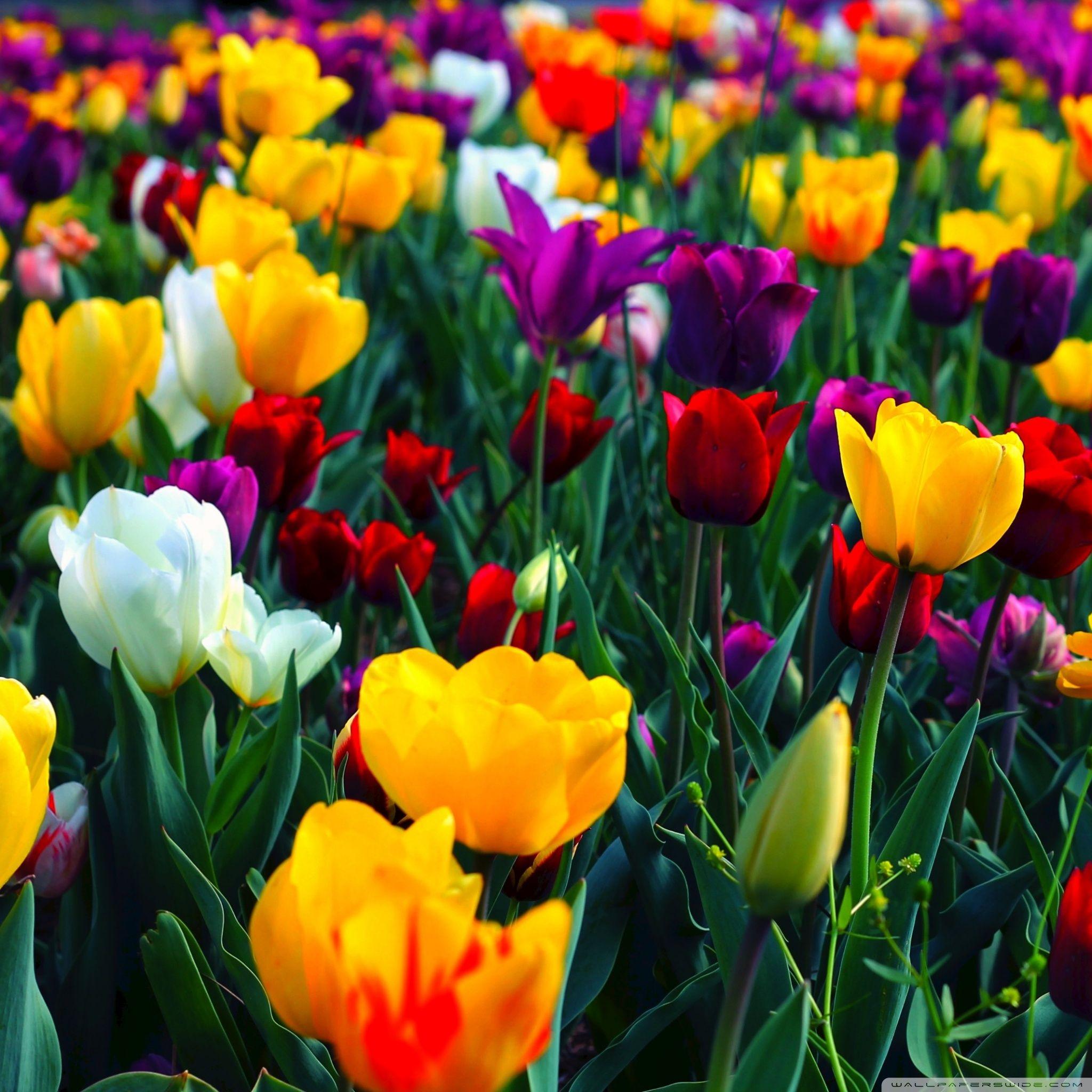 2048x2048 Colorful Flowers Ultra HD Desktop Background Wallpaper for : Multi