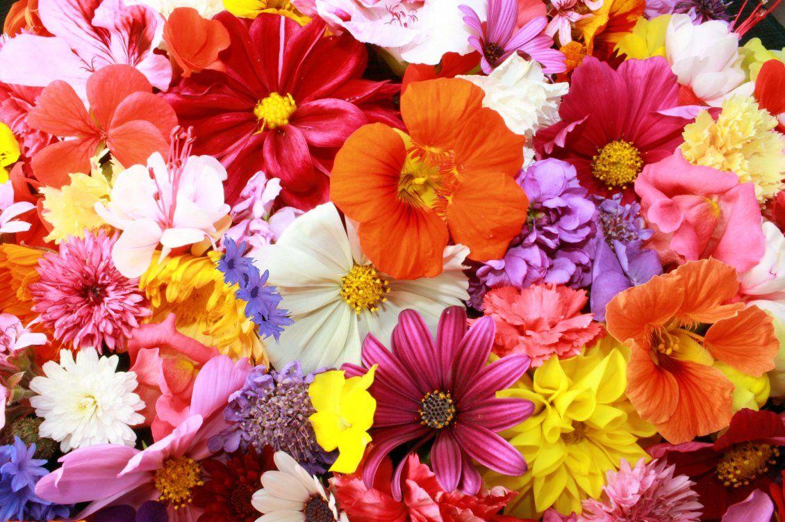 1130x751 Colorful flower carpet Spring wallpaper