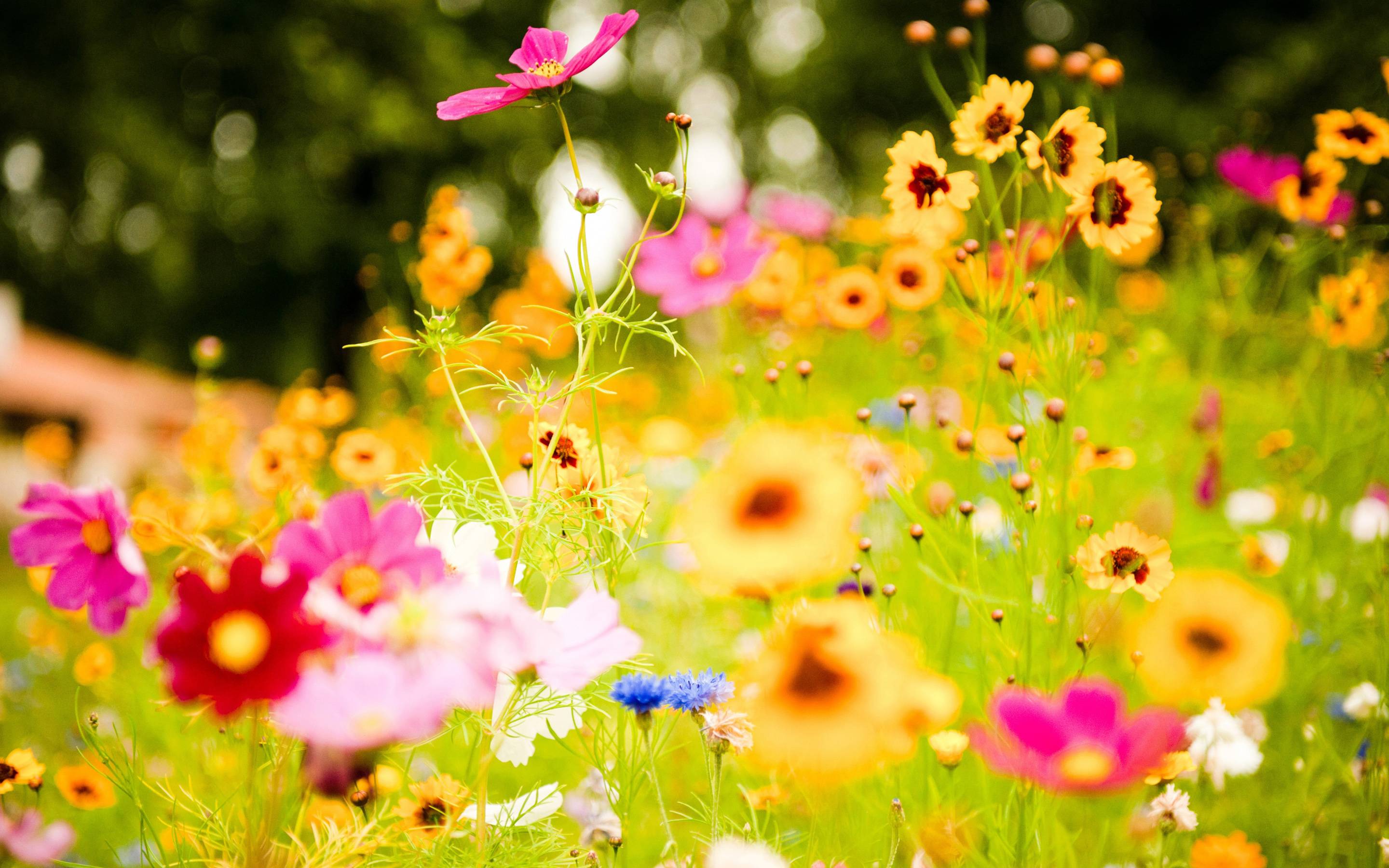 2880x1800 Colorful Flower Background