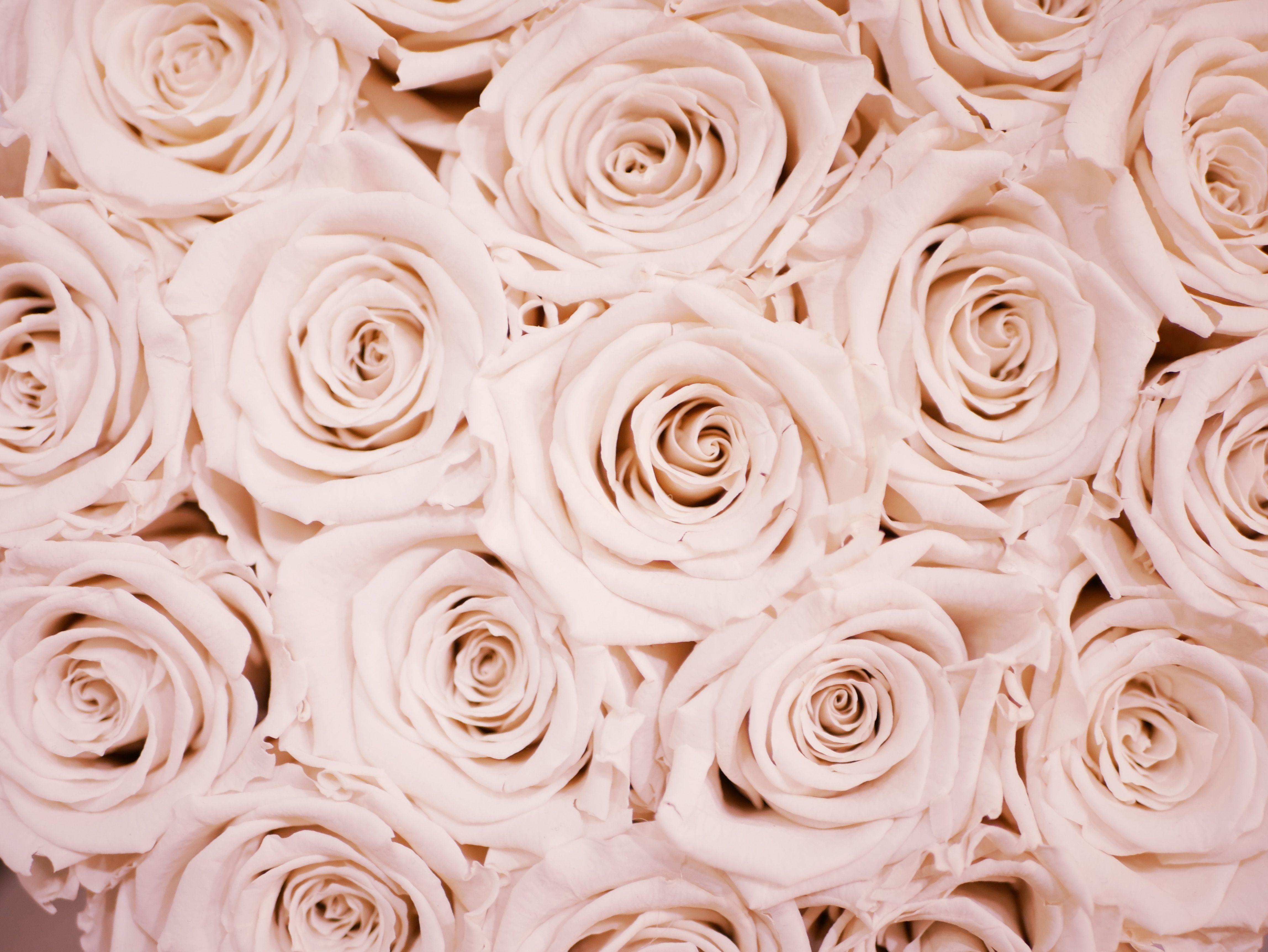 Blush Floral Wallpapers - Top Free Blush Floral Backgrounds