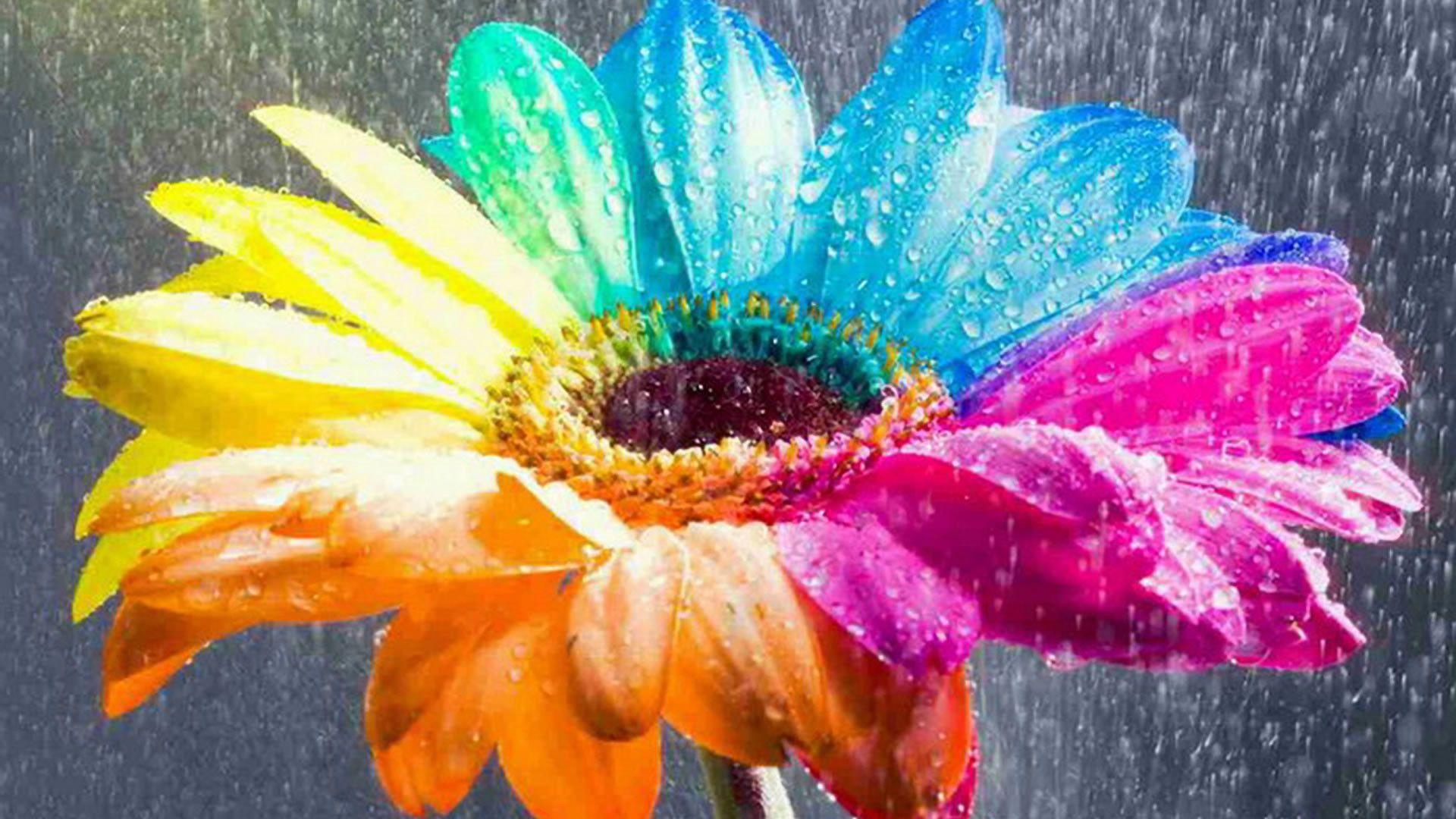 1920x1080 Colorful Flower Wallpaper