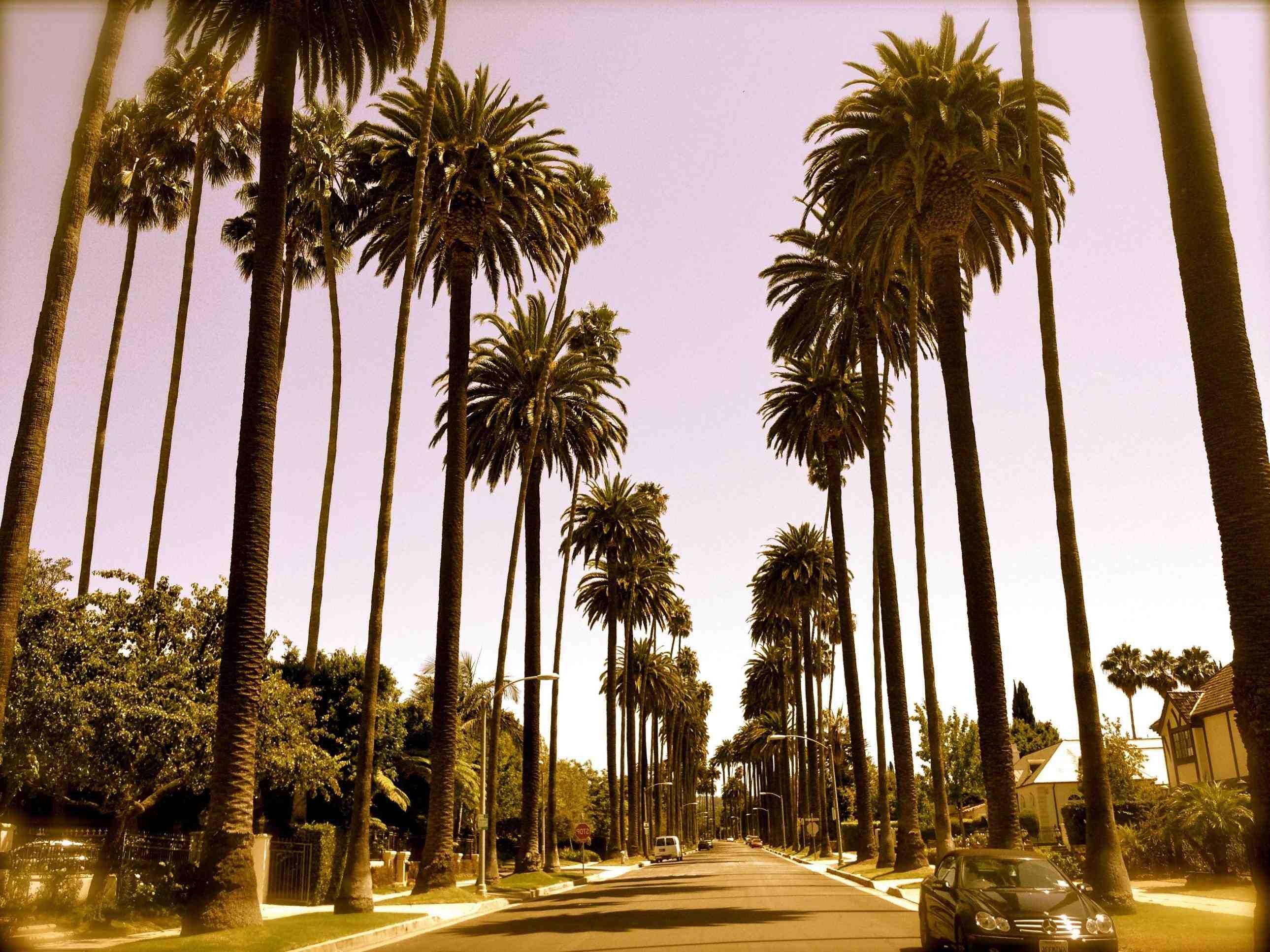 arizona scenery palm trees