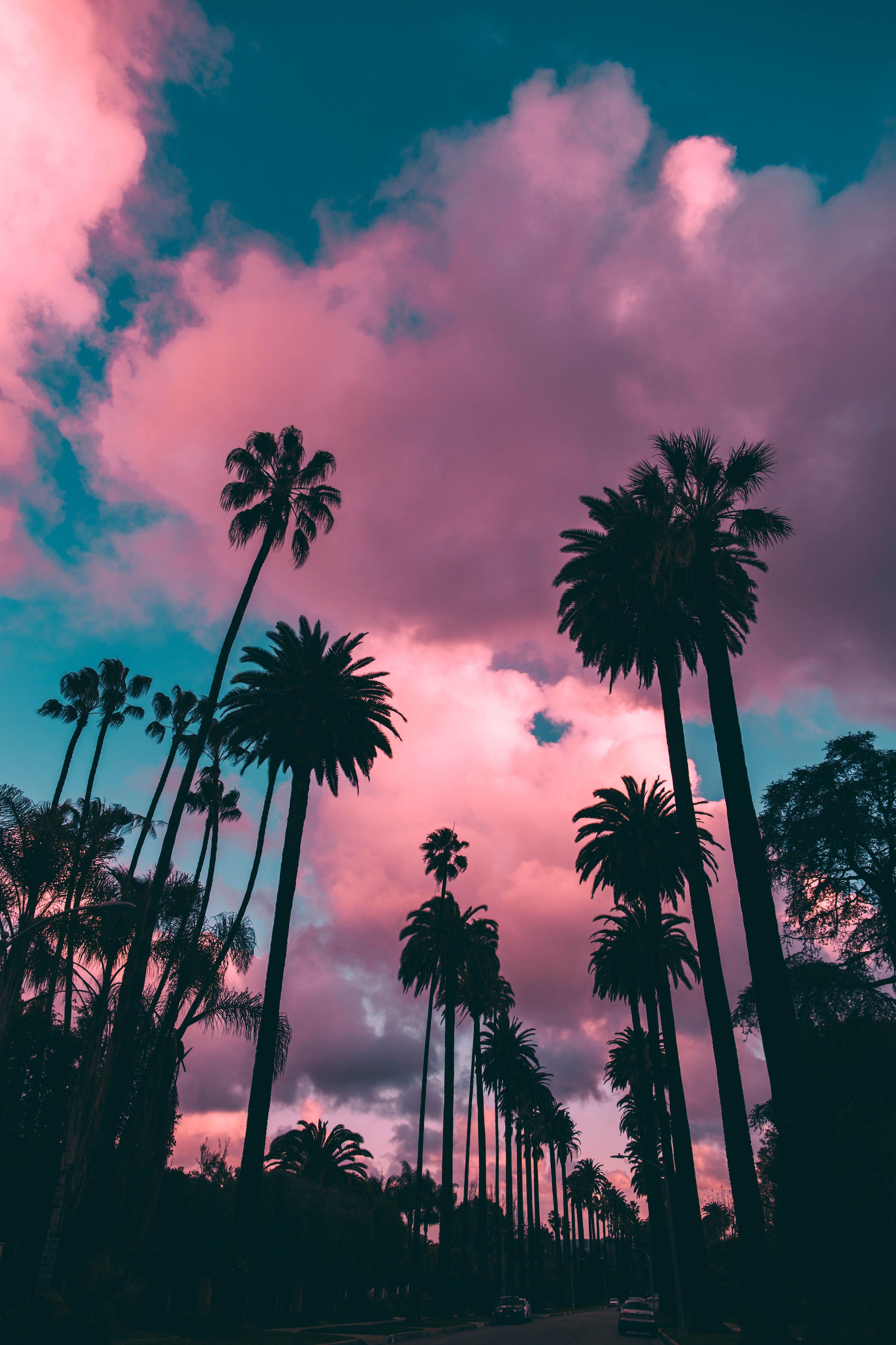 Wallpaper Background Pink Palm Trees Images  Free Photos PNG Stickers  Wallpapers  Backgrounds  rawpixel