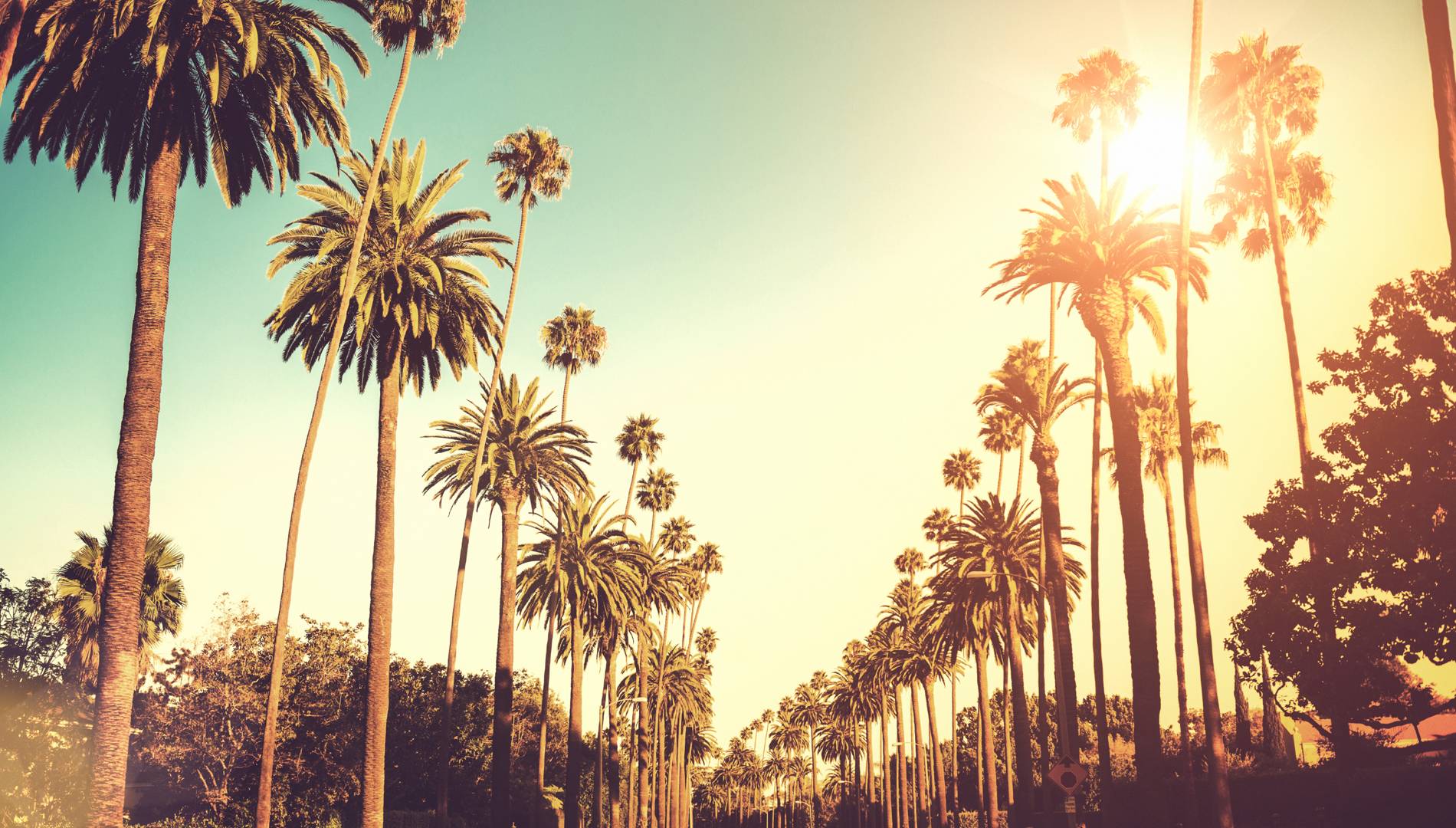 Los Angeles Palm Trees Wallpapers - Top Free Los Angeles Palm Trees