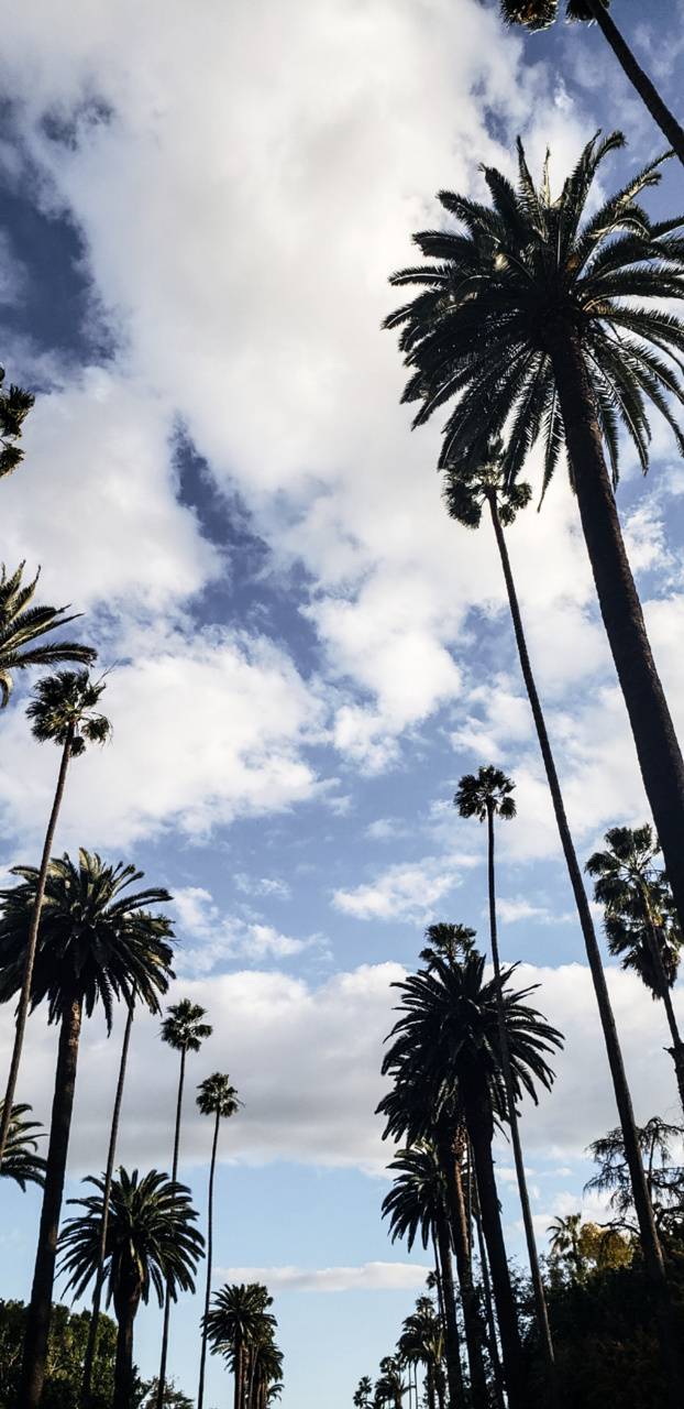 High Quality Los Angeles Palm Trees Photo Angeles Wallpapers Wallpaperaccess