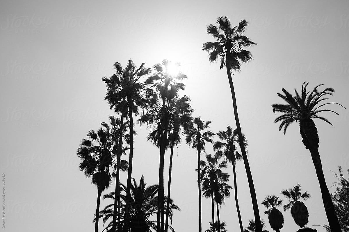 Los Angeles Palm Trees Wallpapers - Top Free Los Angeles Palm Trees ...