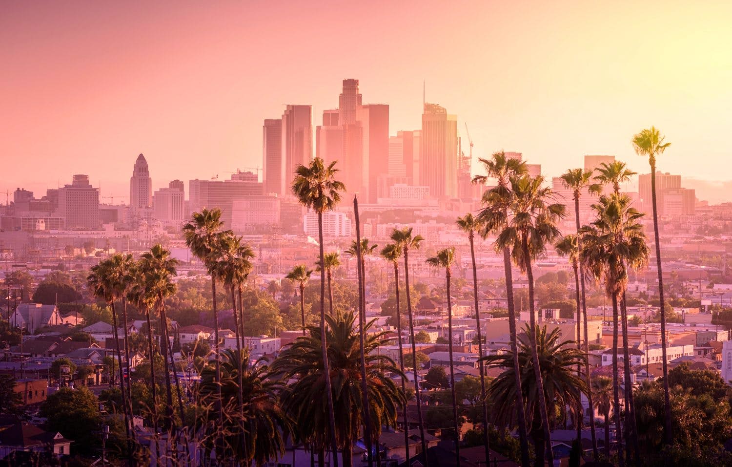 Los Angeles Palm Trees Wallpapers Top Free Los Angeles Palm Trees