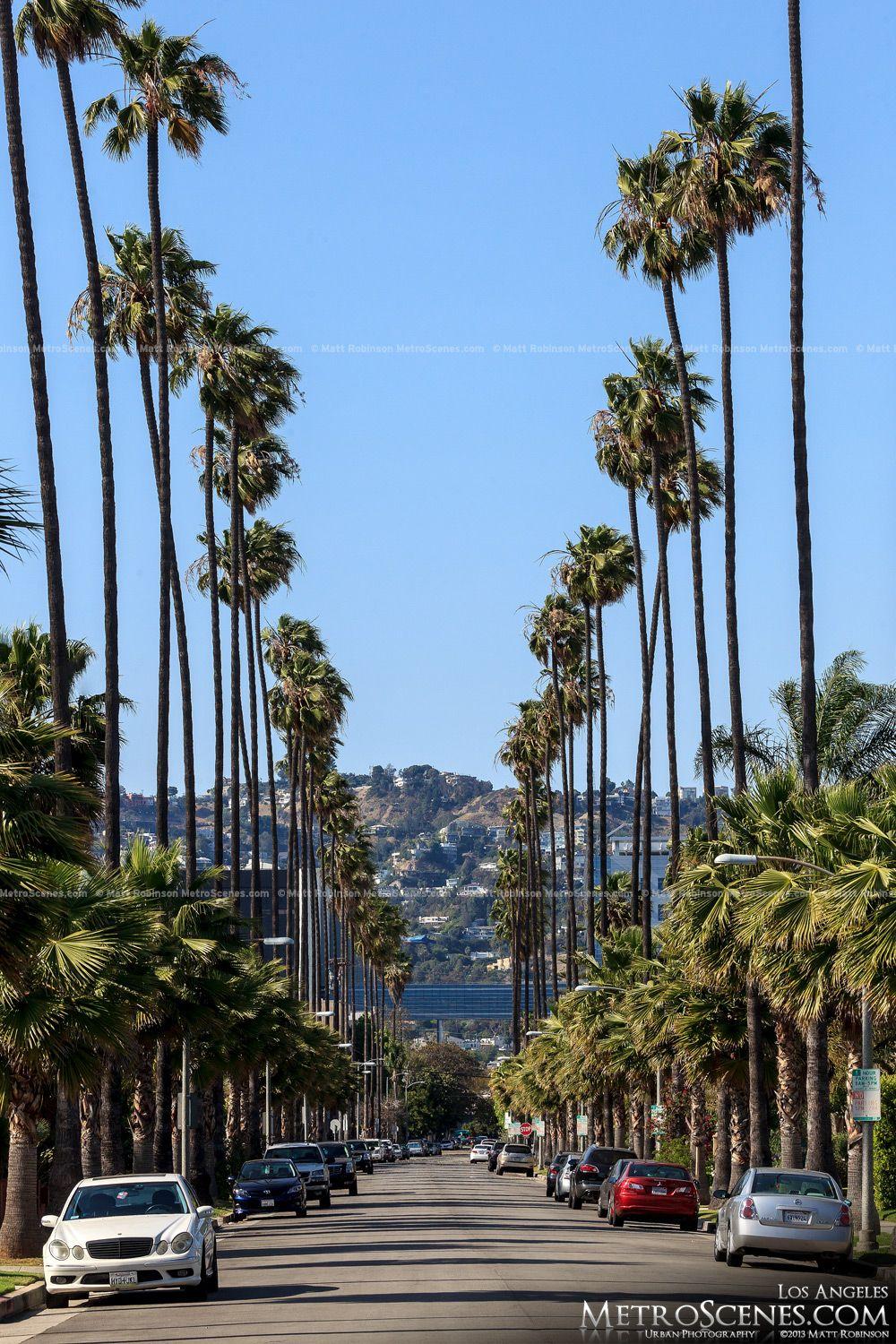 1000x1500 Tall palm tree lined street in LA.com Angeles