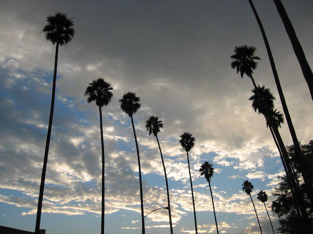 Los Angeles Palm Trees Wallpapers - Top Free Los Angeles Palm Trees