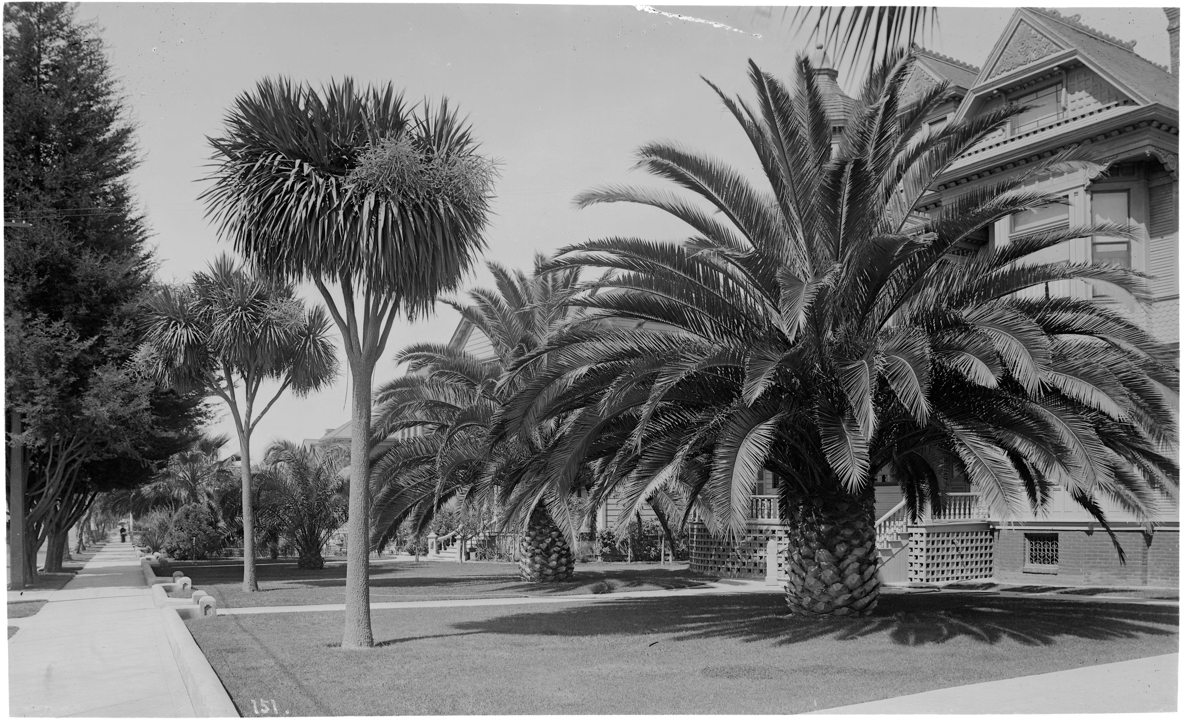 4803x2927 L.A.'s palm trees are dying and it's changing the city's famous