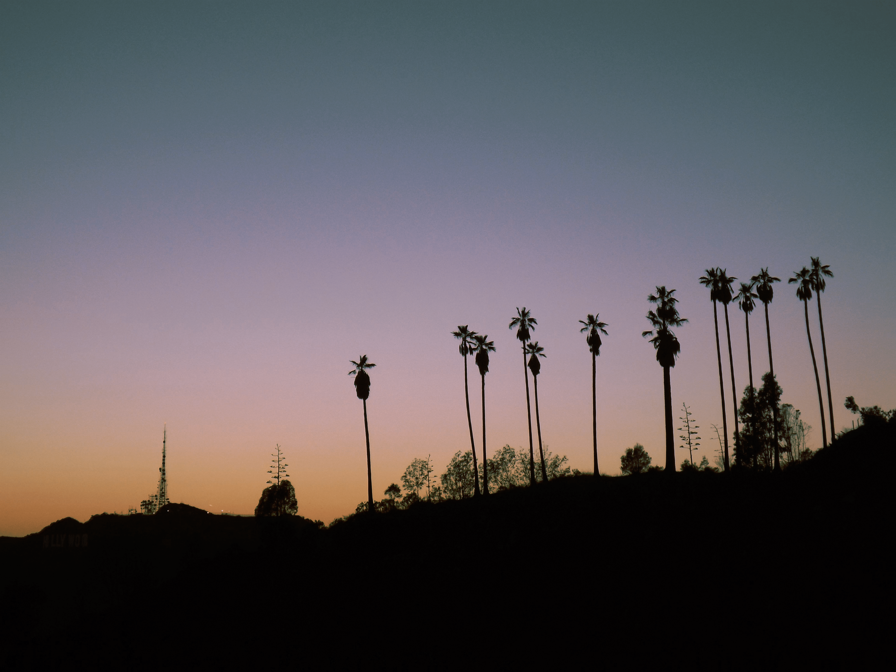 3000x2250 Silhouette Photo of Line Palm Trees · Free