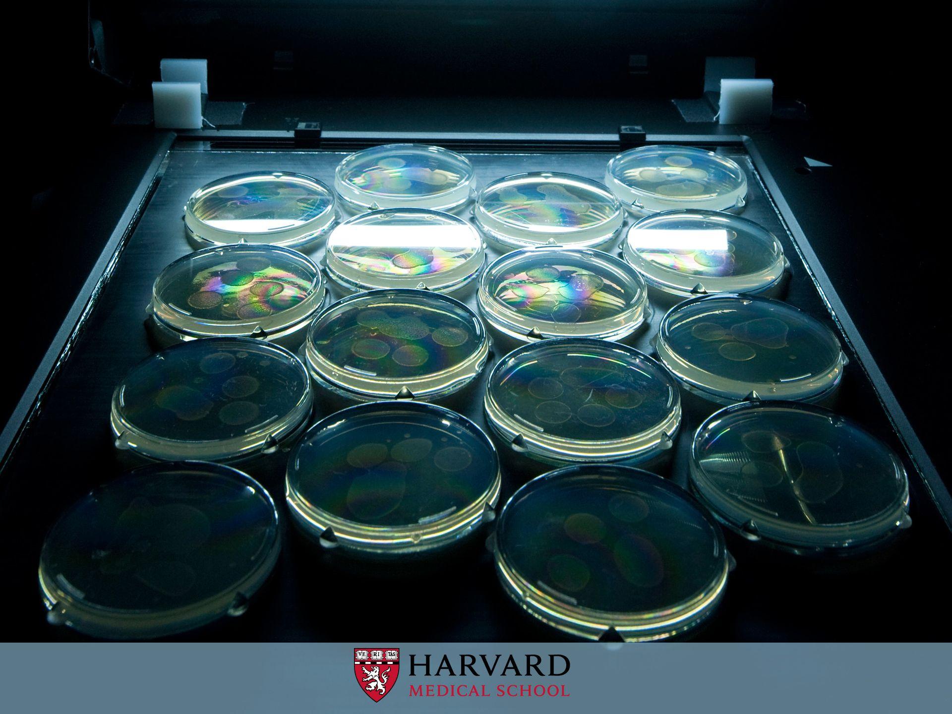 1920x1440 Petri Dish Wallpaper. Reddish Brown