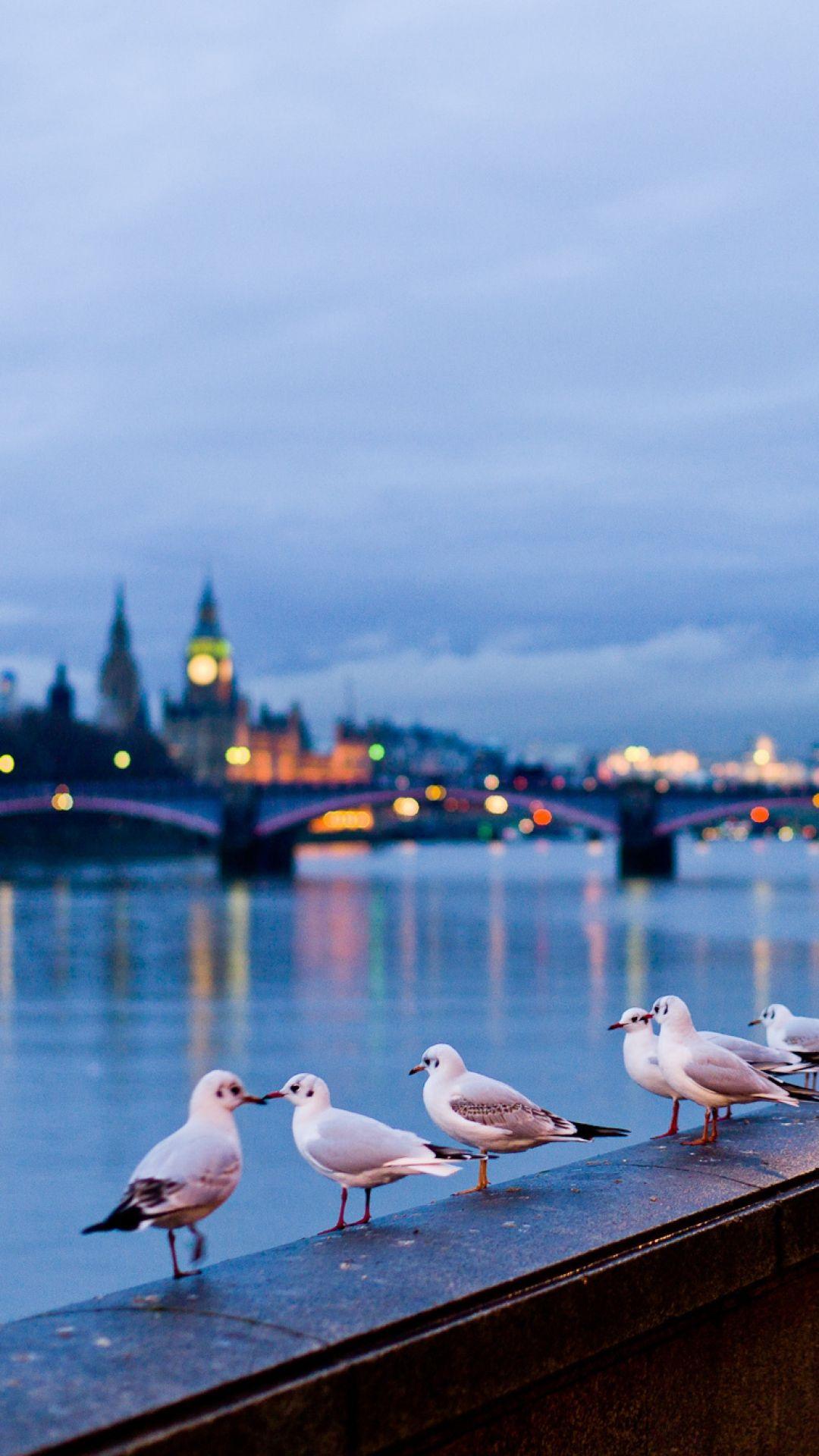 1080x1920 Seagulls In London Android Wallpaper free download