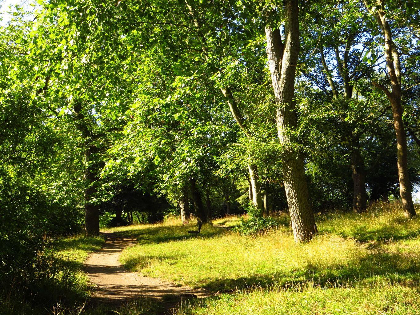 1365x1024 Desktop Wallpaper London Hampstead Heath Nature Summer Parks Trees