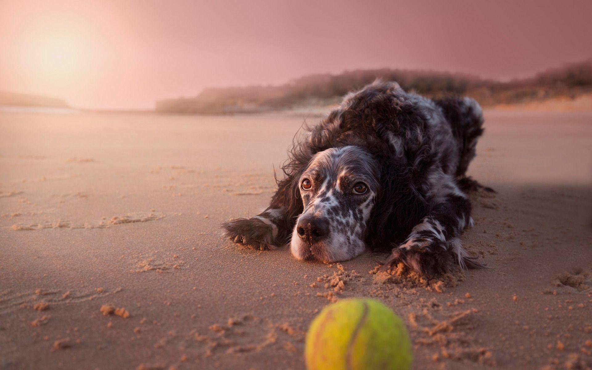 1920x1200 Download wallpaper english setter, spotty dog, cute animals