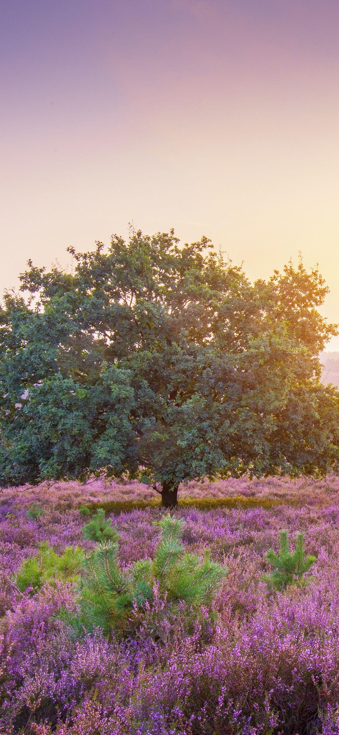 1125x2436 Spring 4K Wallpaper, Sunrise, Landscape, Purple heath, Countryside