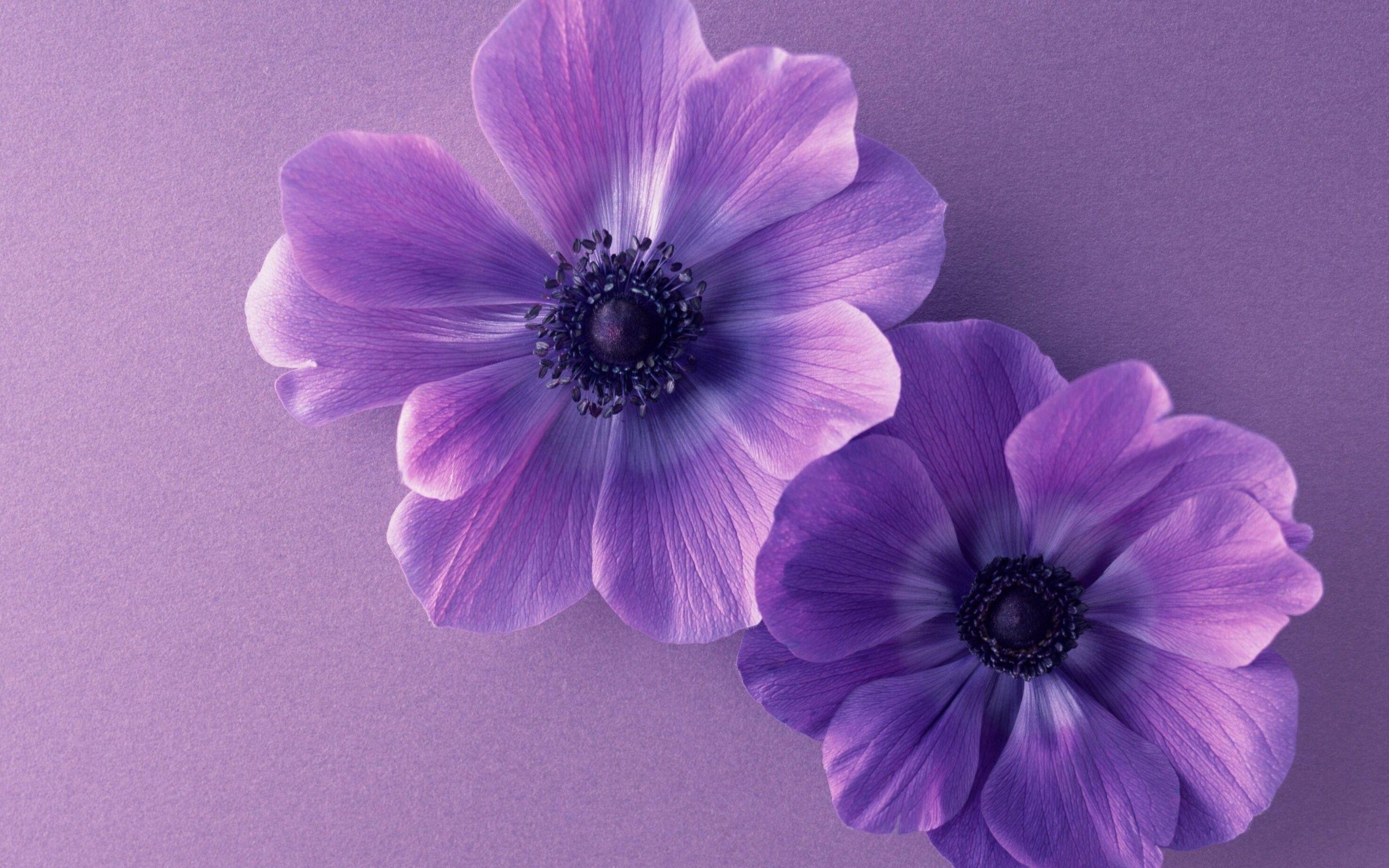 Purple HD Flower Wallpapers Top Free Purple HD Flower Backgrounds WallpaperAccess