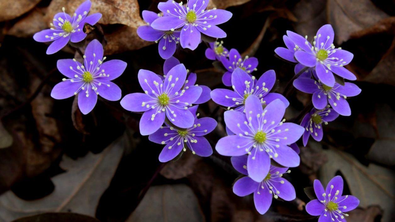 1256x706 Purple Flowers Wallpaper