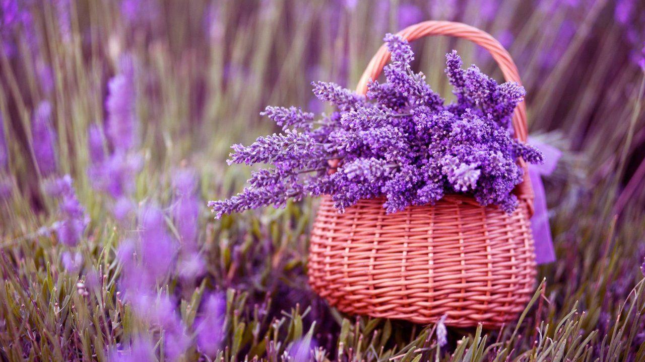1280x720 Basket Of Lavender Purple Flower 720P Wallpaper, HD