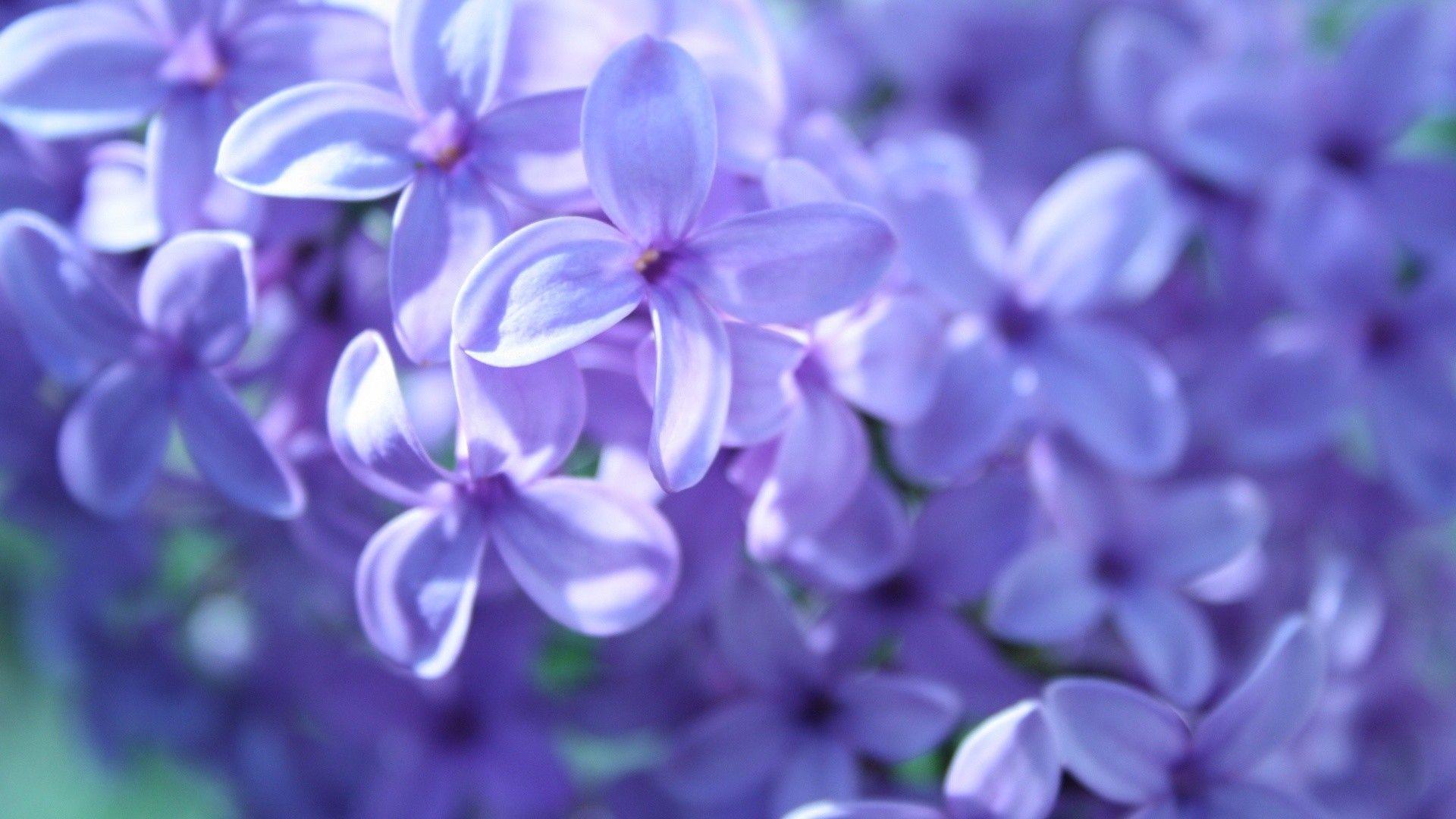 1920x1080 Purple Flower Background