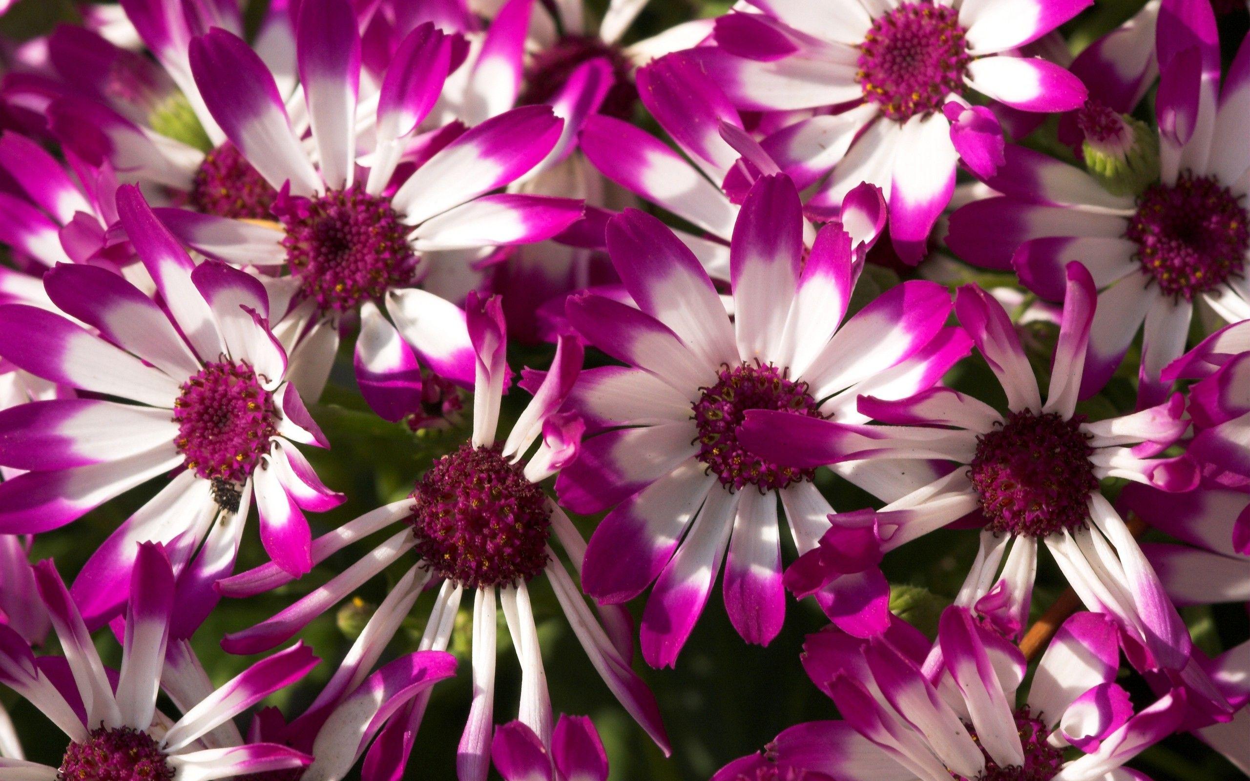 2560x1600 Beautiful Purple Flowers Wallpaper
