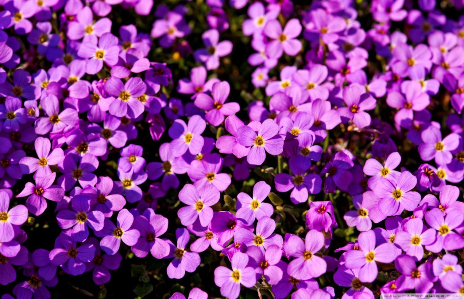 1512x976 Wallpaper Purple Flowers