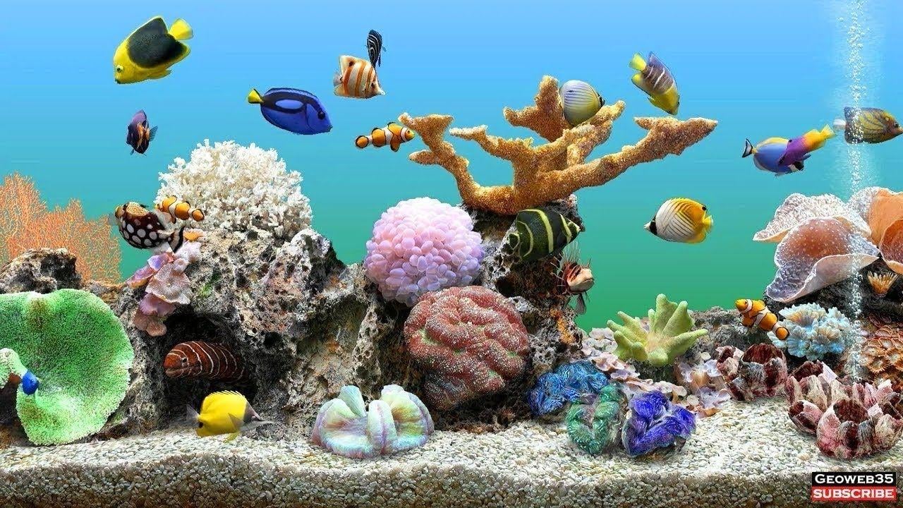 best marine aquarium screensaver