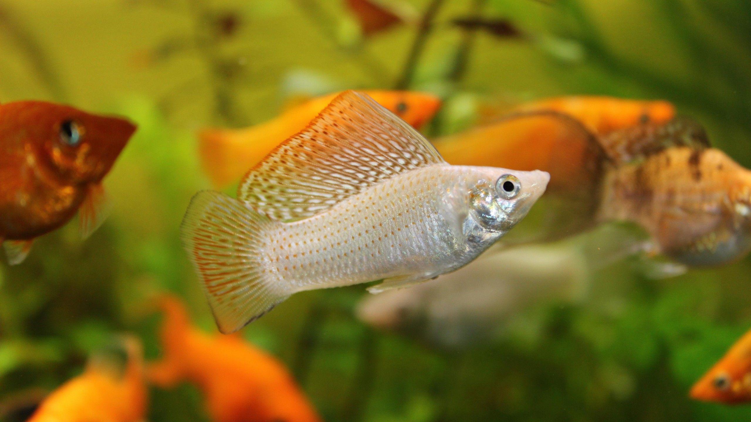 2560x1440 Wallpaper Mollienesia, 5k, 4k wallpaper, 8k, fish, aquarium, water