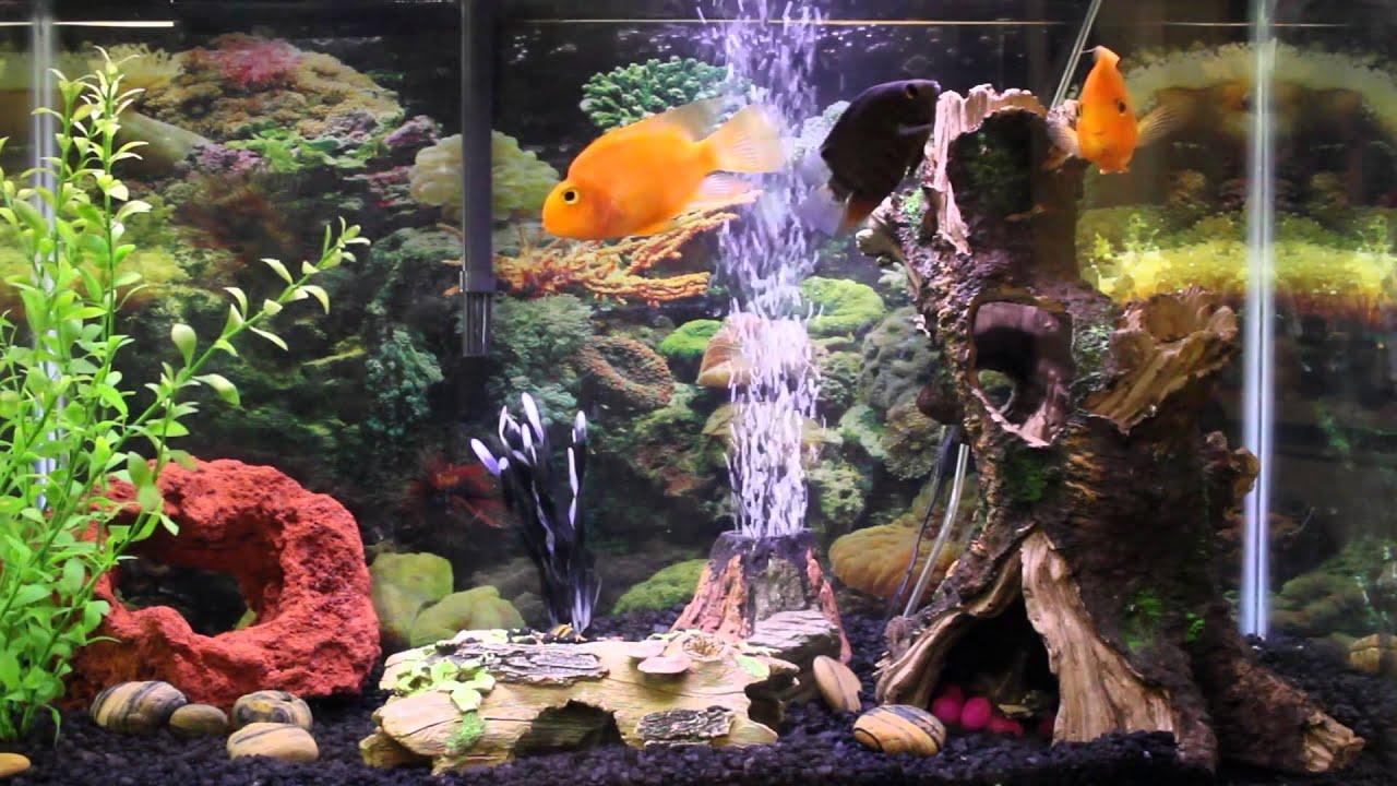 1280x720 1hr relaxing music Aquarium Screensaver Fishtank HD