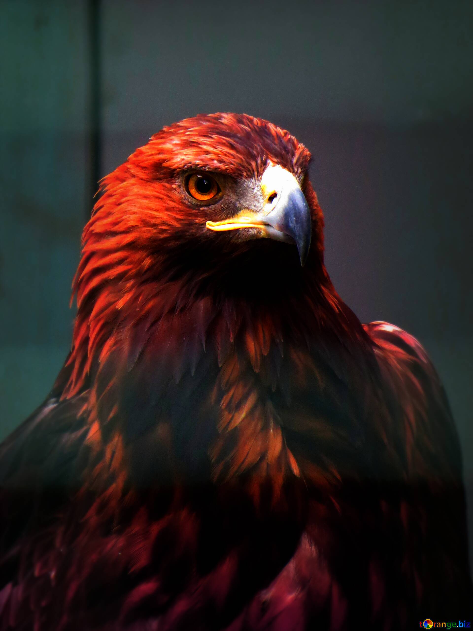 1920x2559 Download Free Picture Red Eagle On CC BY License Free Image