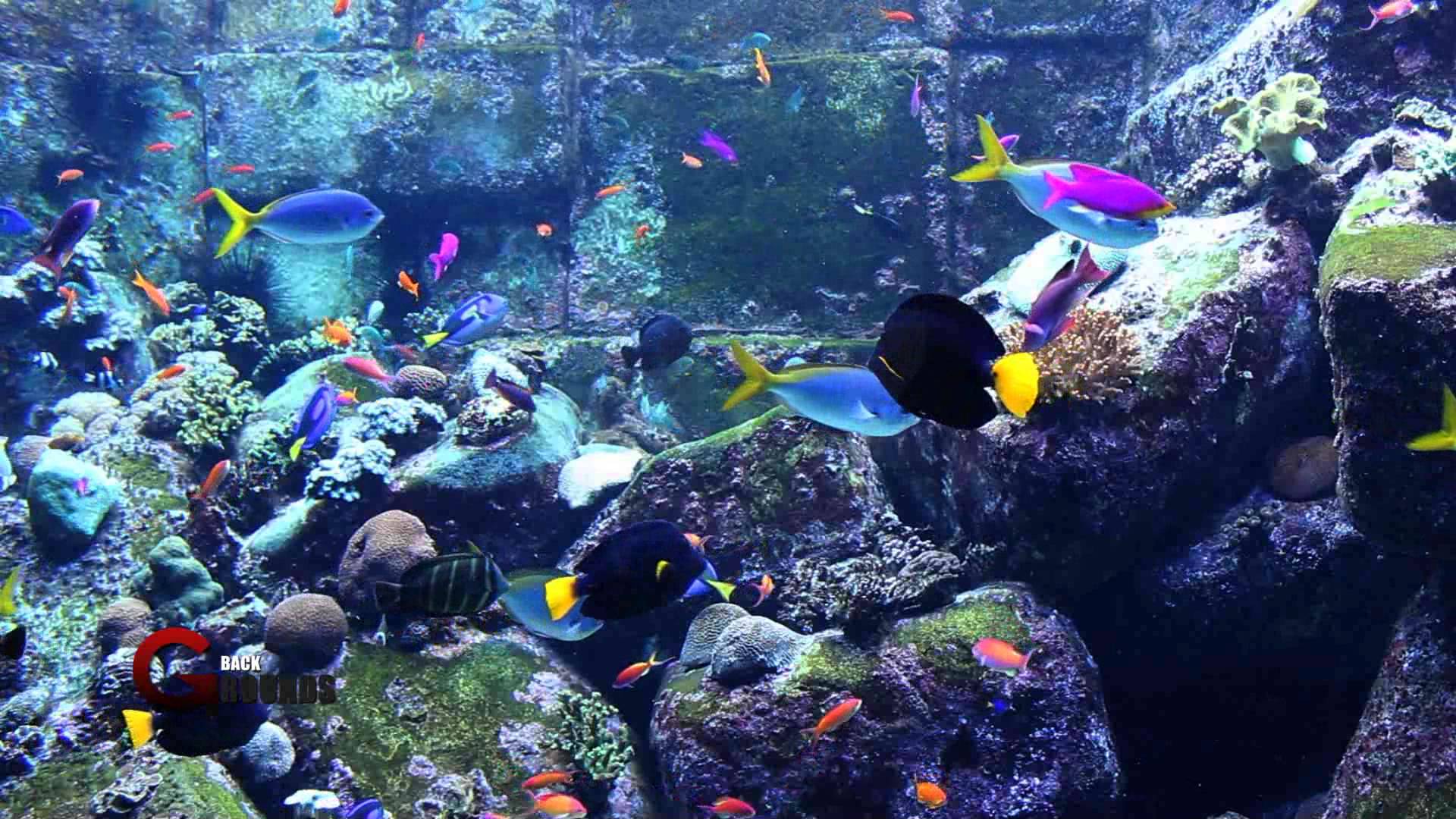 1920x1080 Free download Desktop HD download fish aquarium 3D wallpaper 3D HD