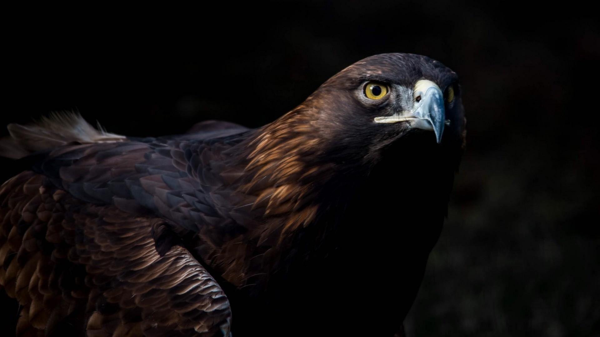1920x1080 Golden Eagle Wallpaper