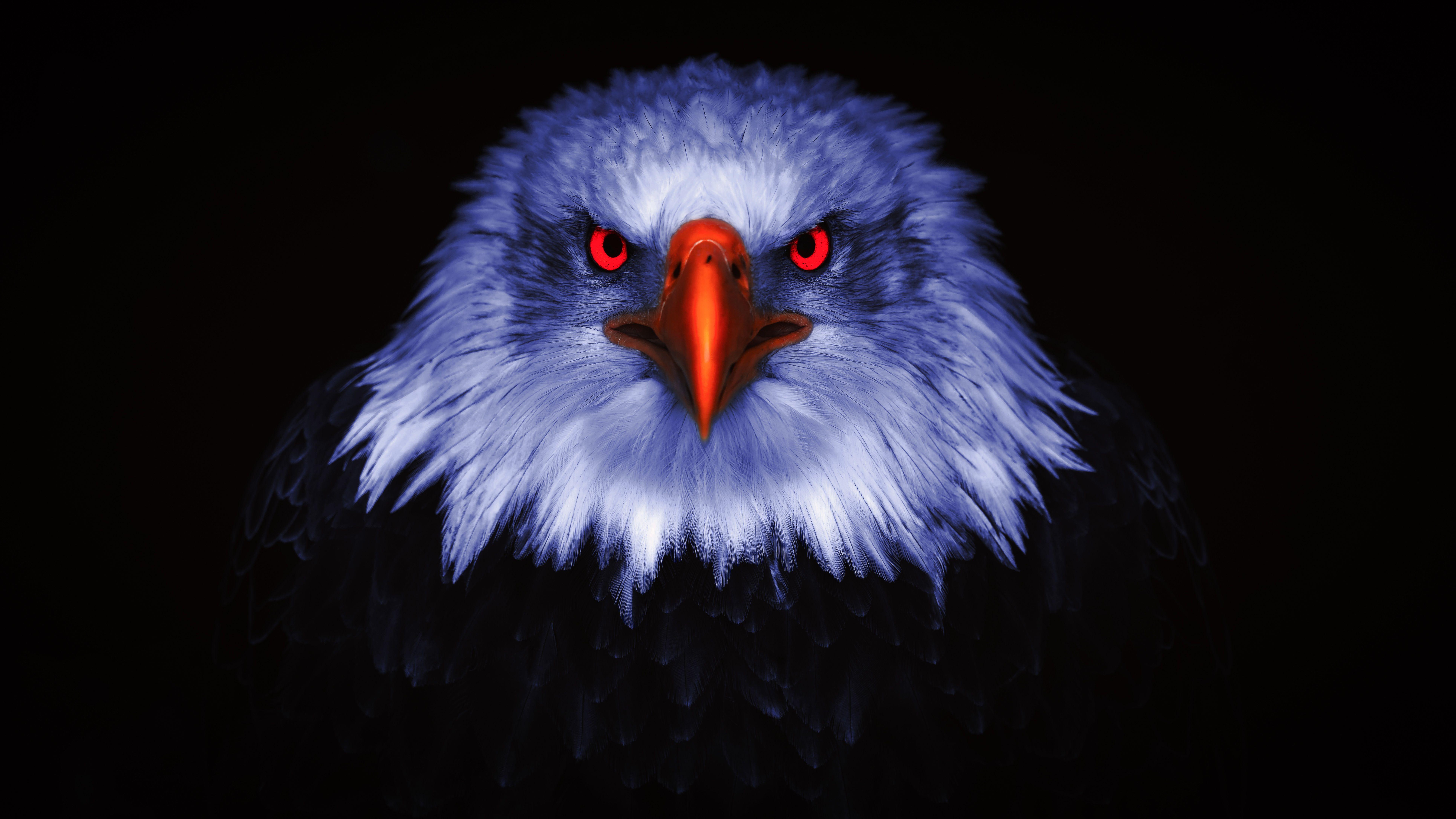 7726x4346 Brightened eagle Wallpaper