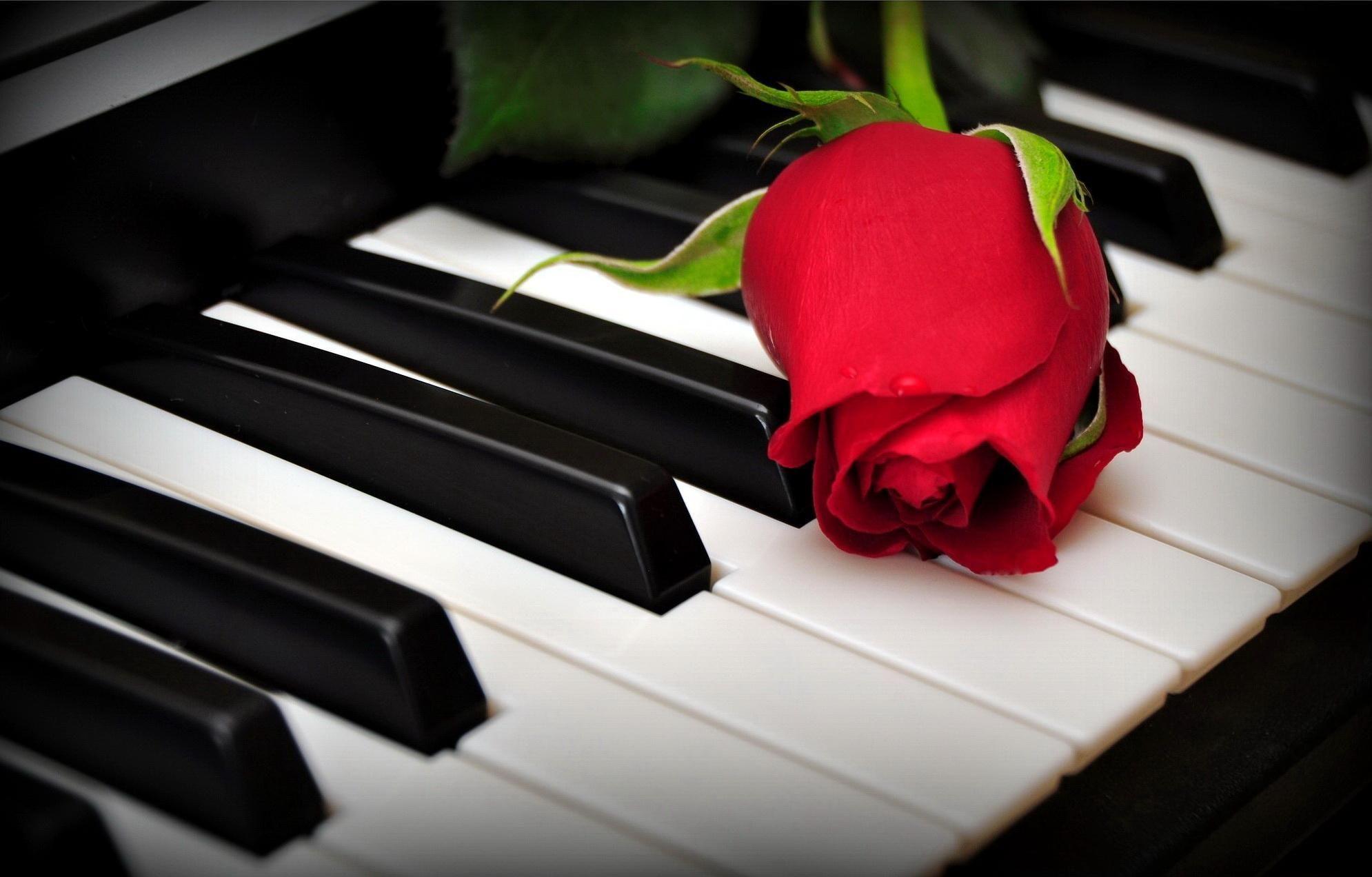 1990x1272 A Rose On The Piano Keys HD desktop wallpaper : Widescreen : High
