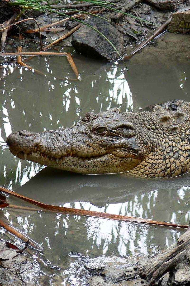 800x1200 Download wallpaper 800x1200 crocodile, mud, water, swim, logs