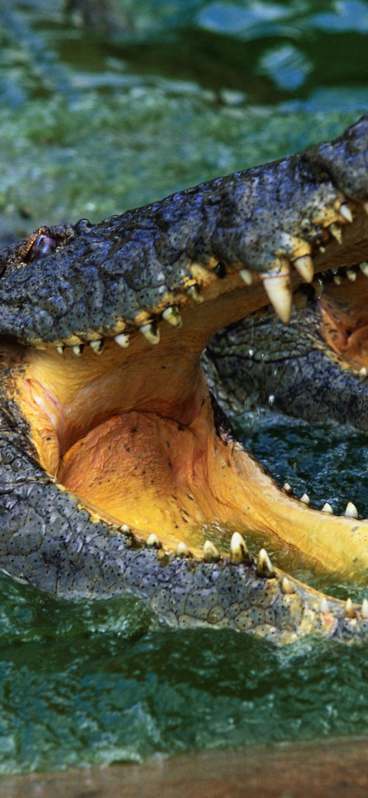 Crocodile iPhone Wallpapers - Top Free Crocodile iPhone Backgrounds ...