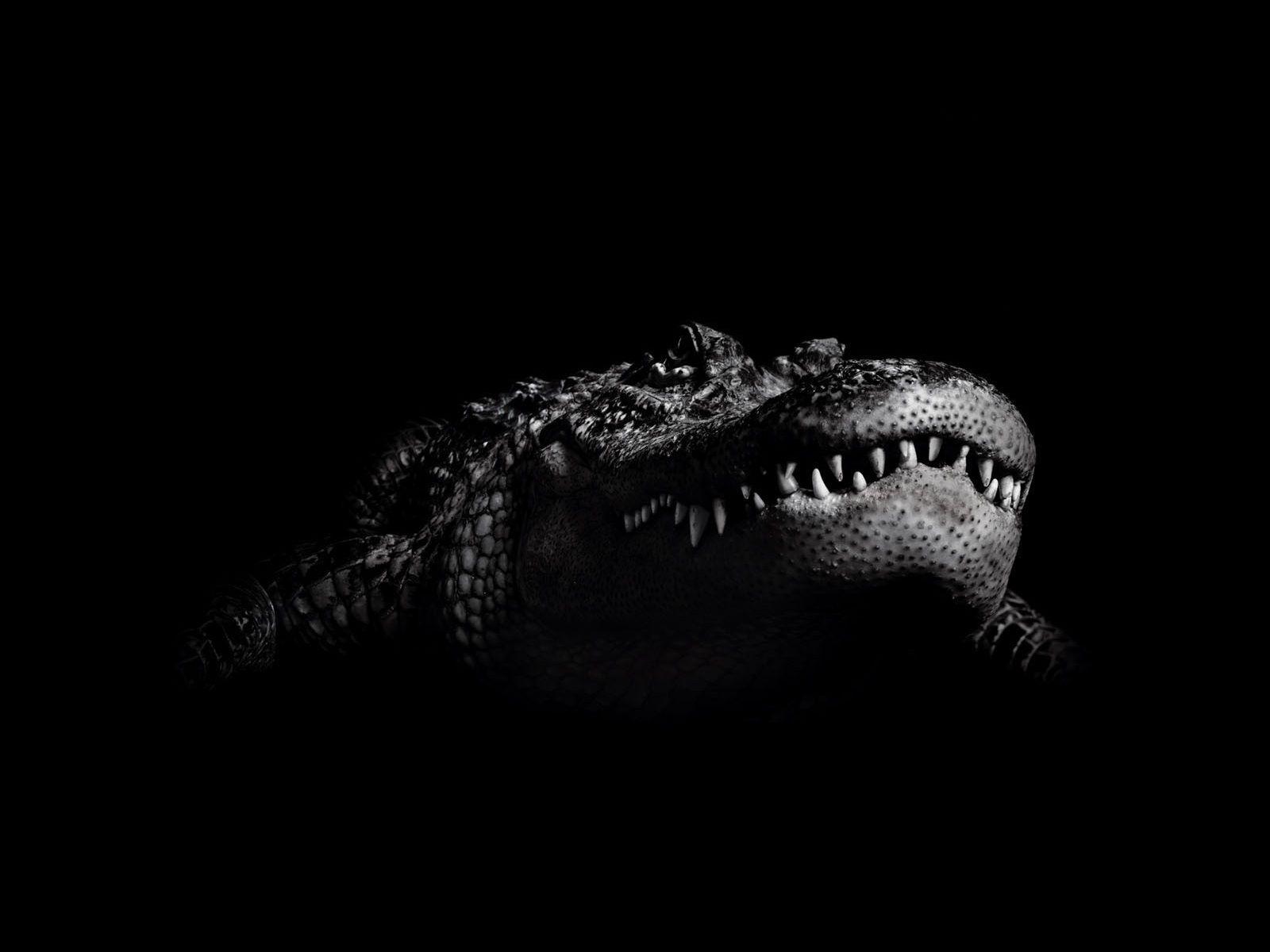 1600x1200 Crocodile HD Background