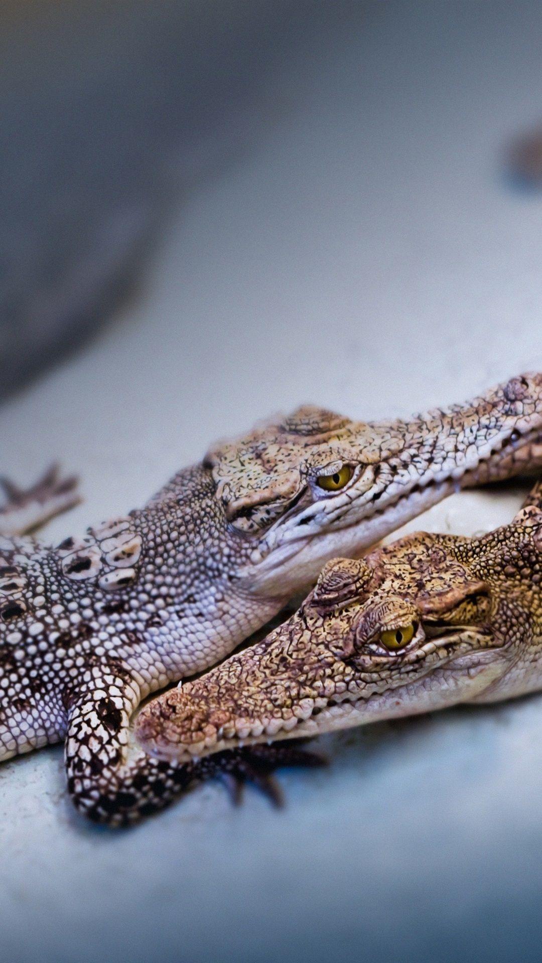 1080x1920 Two Baby Crocodiles 1080x1920 IPhone 8 7 6 6S Plus Wallpaper