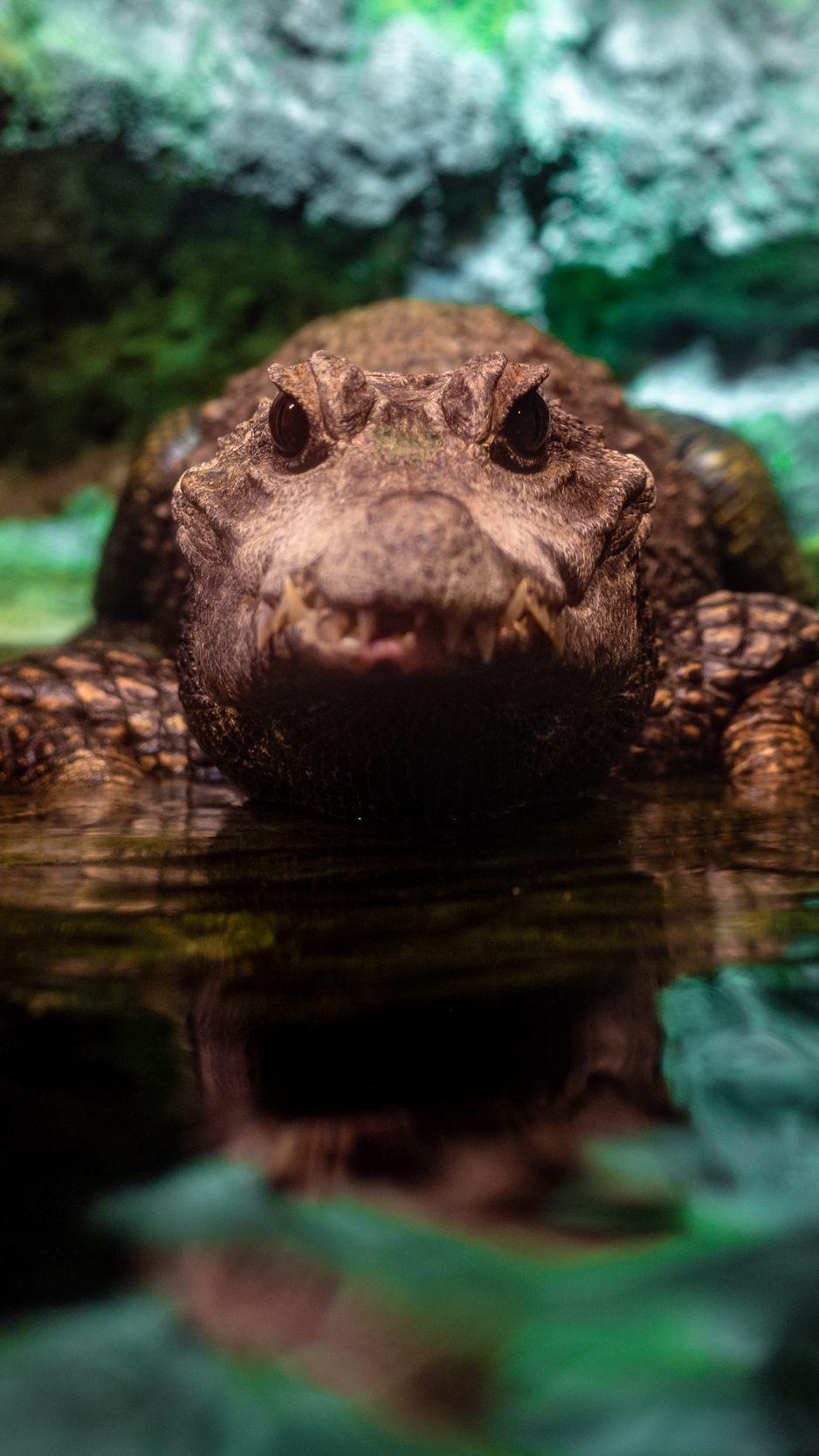 938x1668 Download wallpaper 938x1668 alligator, crocodile, reptile
