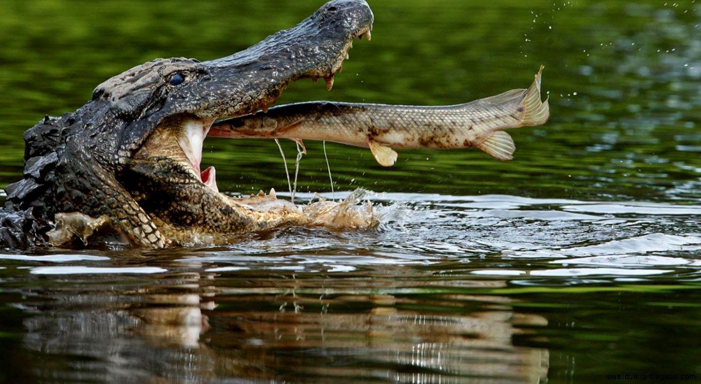 1440x789 Hd Wallpaper Crocodile For Dekstop Background