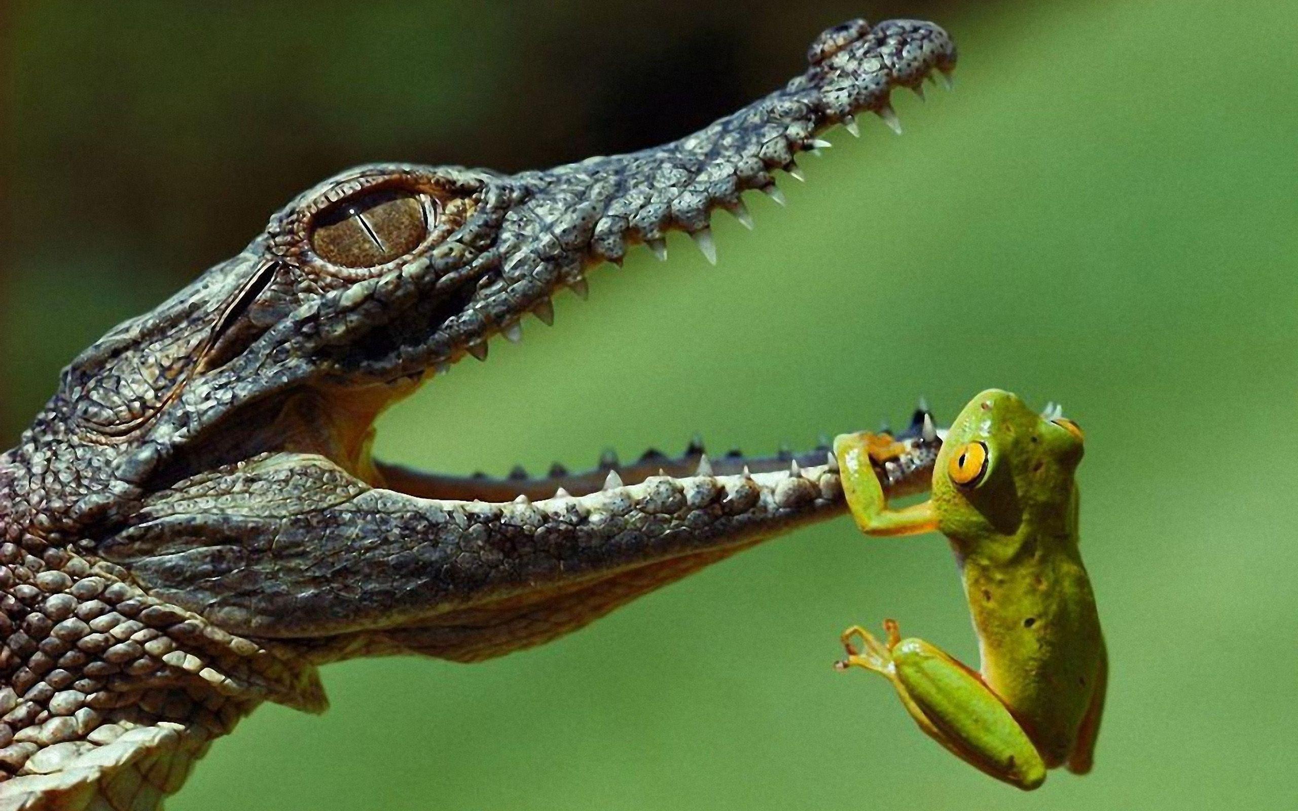 2560x1600 Alligator Wallpaper