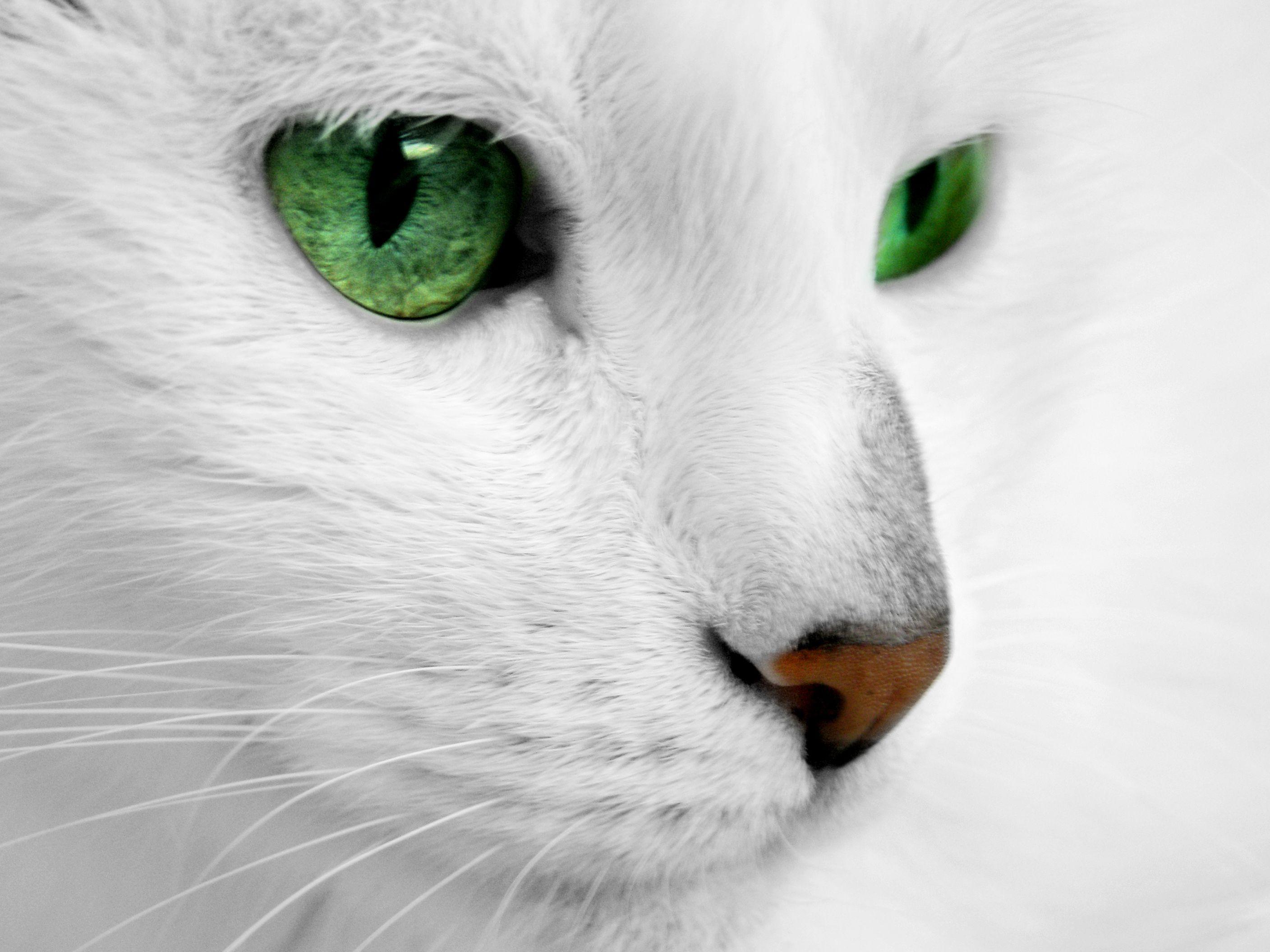 2816x2112 White Cat With Green Eyes Wallpaperx2112