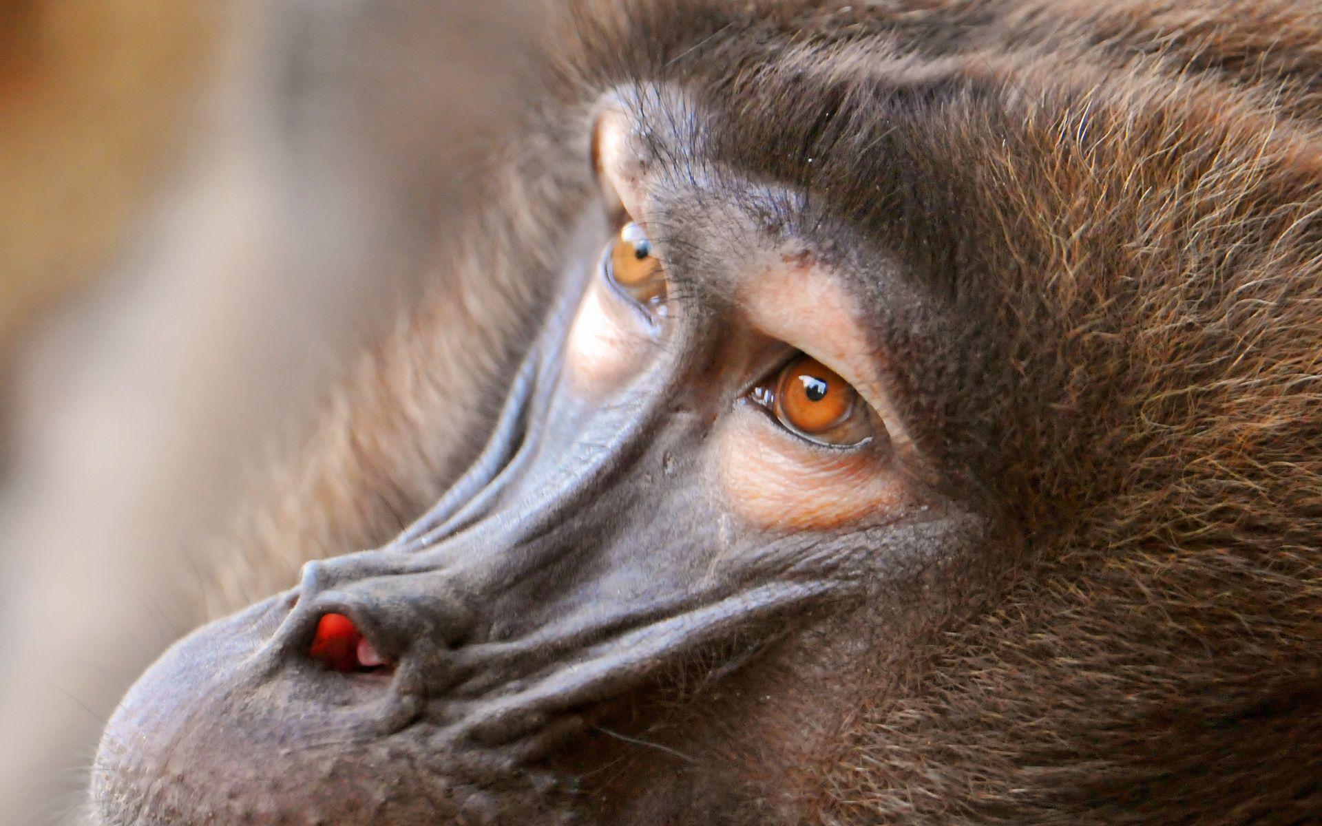 Animal Eyes Wallpapers Top Free Animal Eyes Backgrounds WallpaperAccess