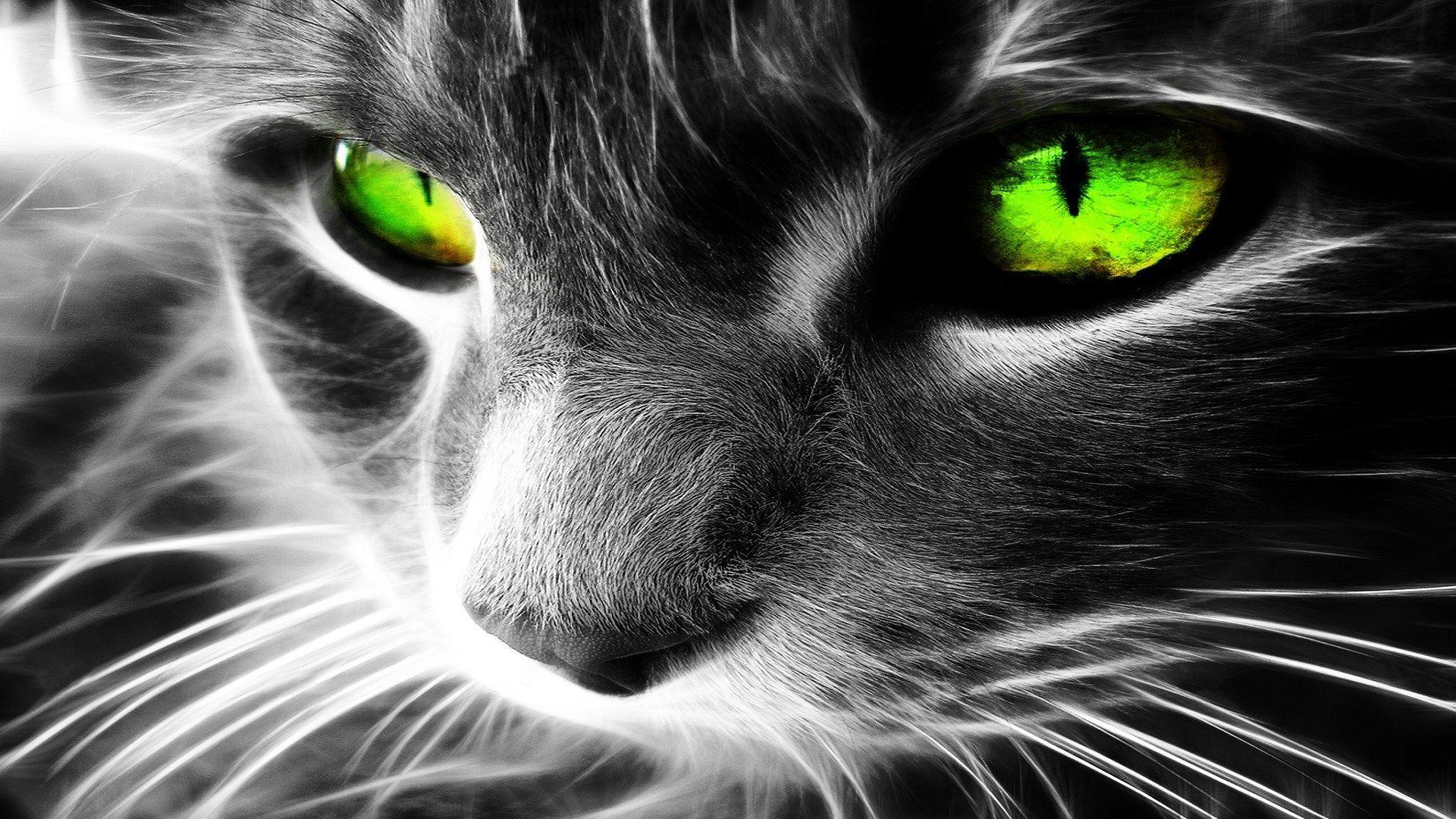 1920x1080 Cat With Green Eyes HD Wallpaperx1080