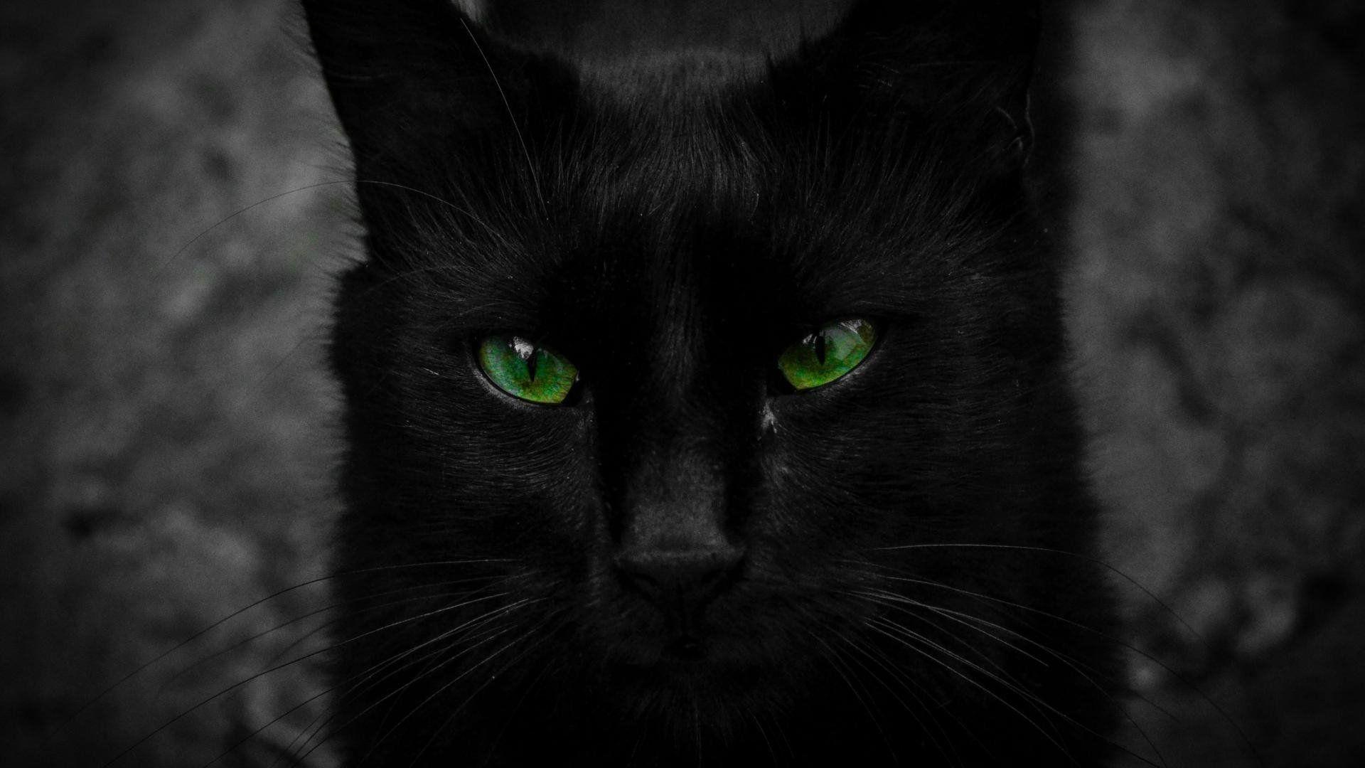 Black Cat Green Eyes Wallpapers - Top Free Black Cat Green Eyes ...