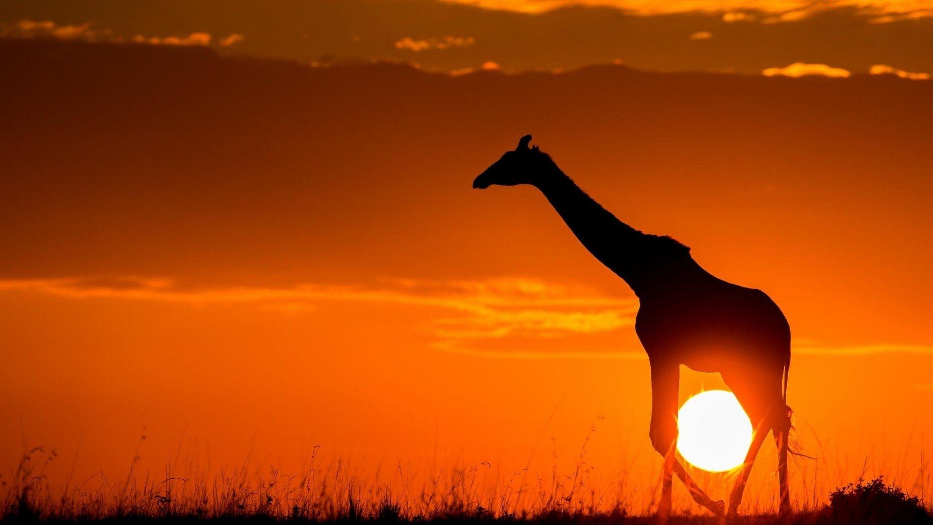 1920x1080 African Animals Wallpaper HD
