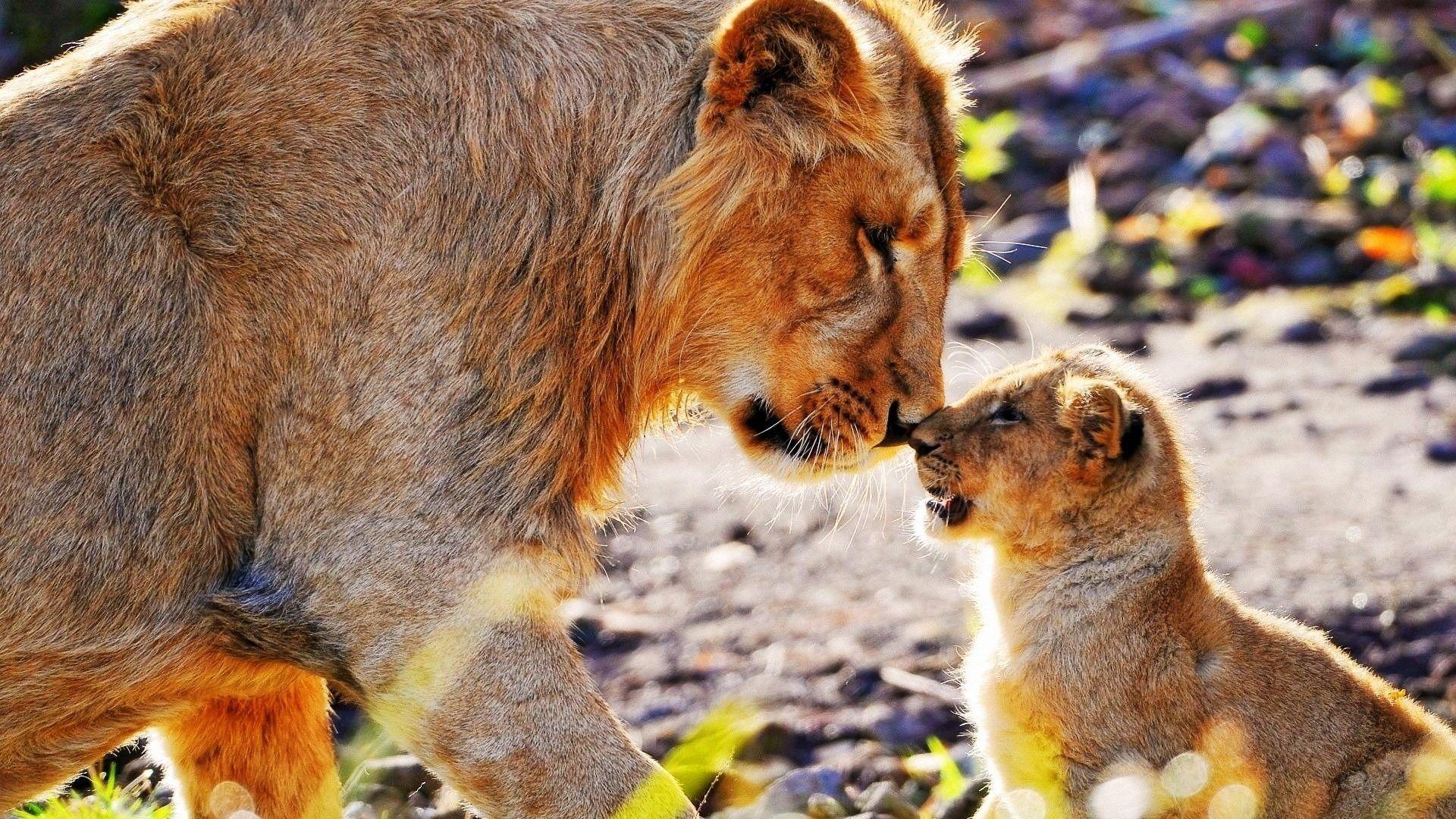 1920x1080 animals, Cats, Lions, Cubs, Babies, Fur, Whiskers, Africa Wallpaper HD / Desktop and Mobile Background