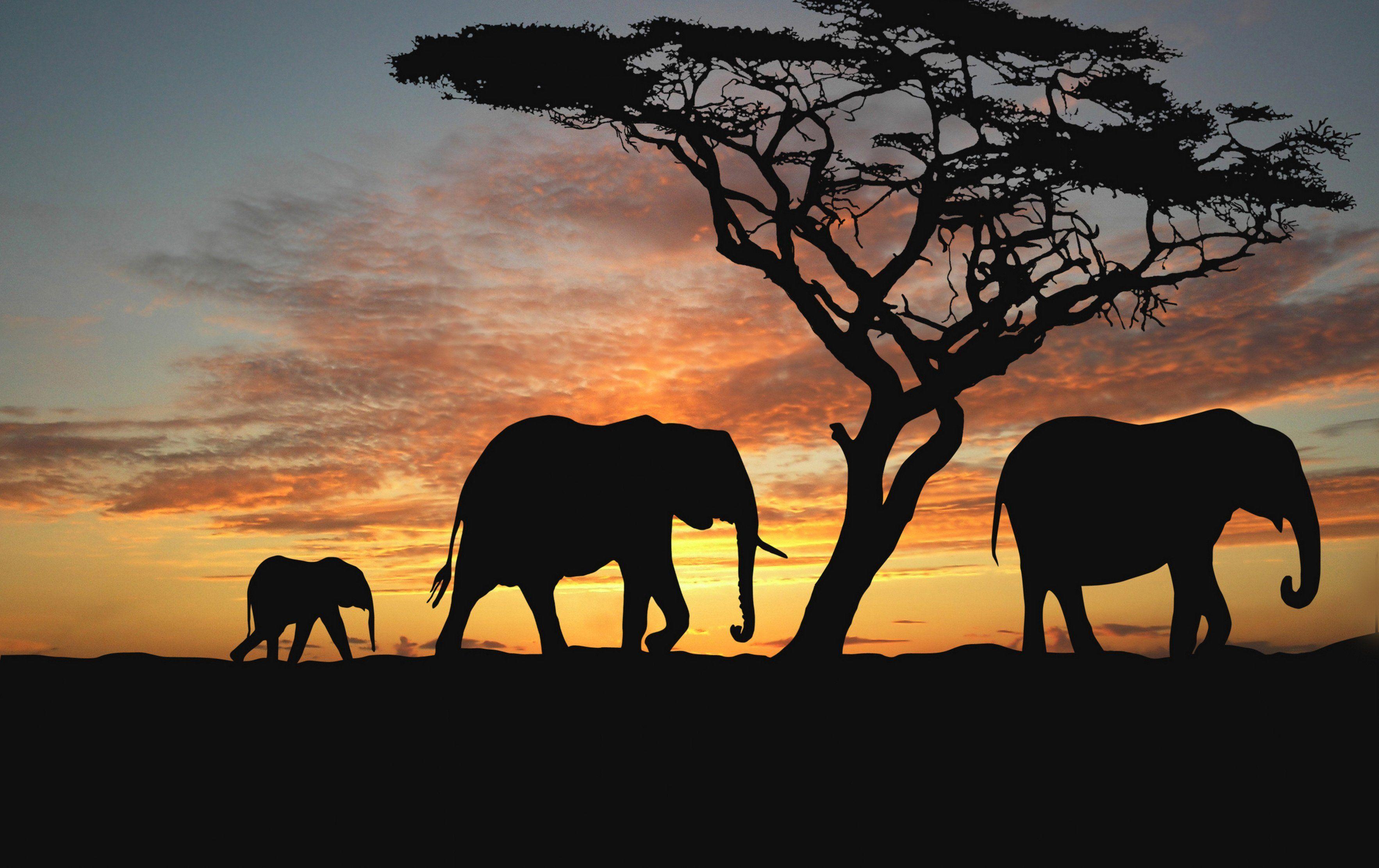 3531x2222 HD Africa Wallpaper For Desktop And Mobile
