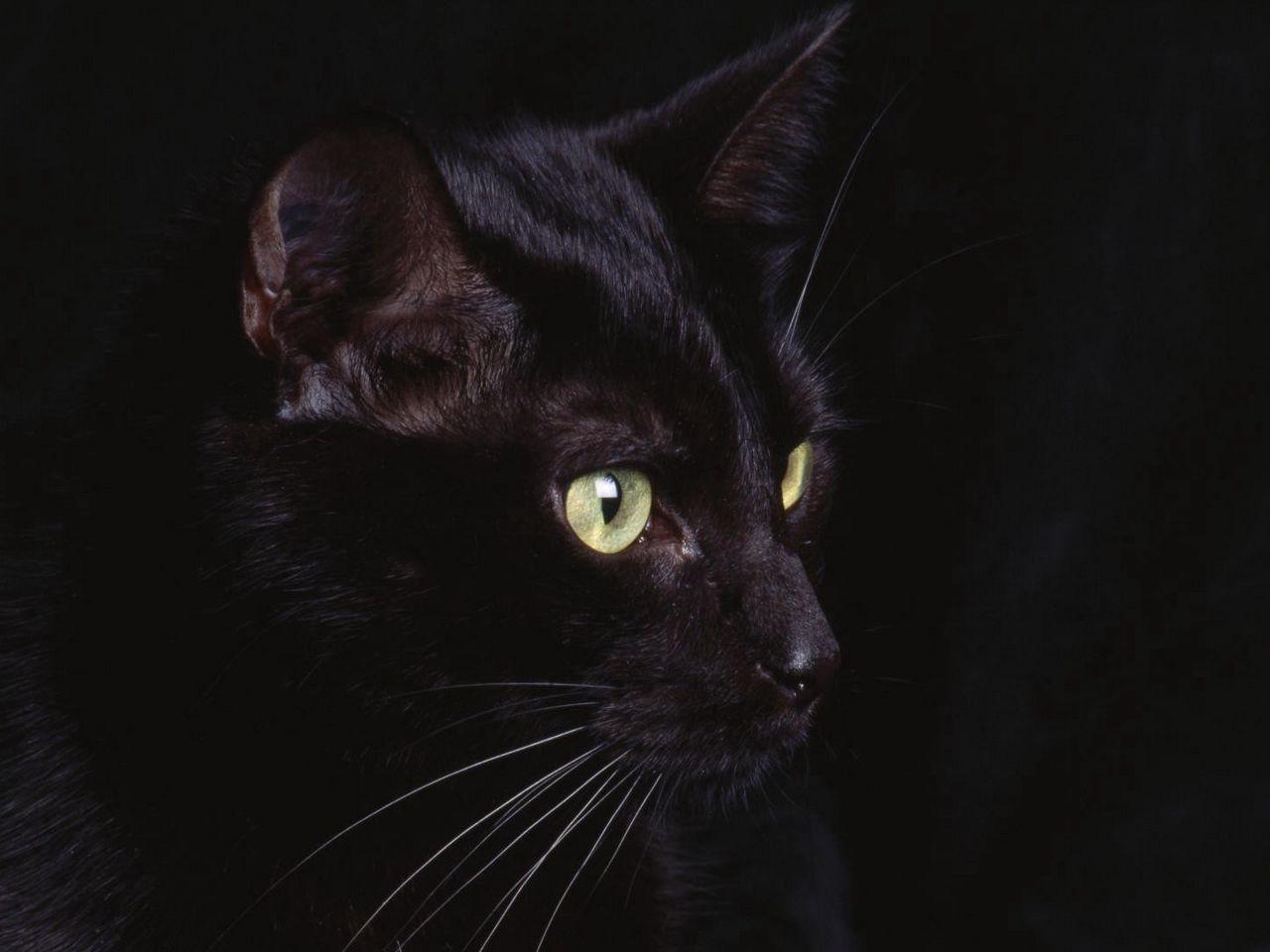 1280x960 Download wallpaper 1280x960 cat, face, black, eyes standard 4:3 HD